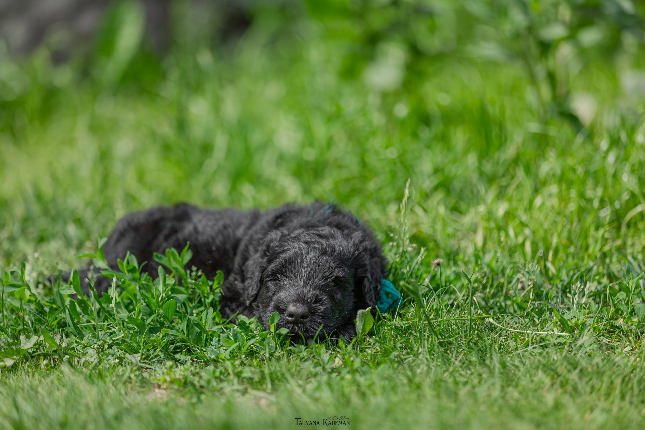 Фотосъемка щенков русских черных терьеров. Фотограф Анималист из Новосибирска Татьяна Кауфман