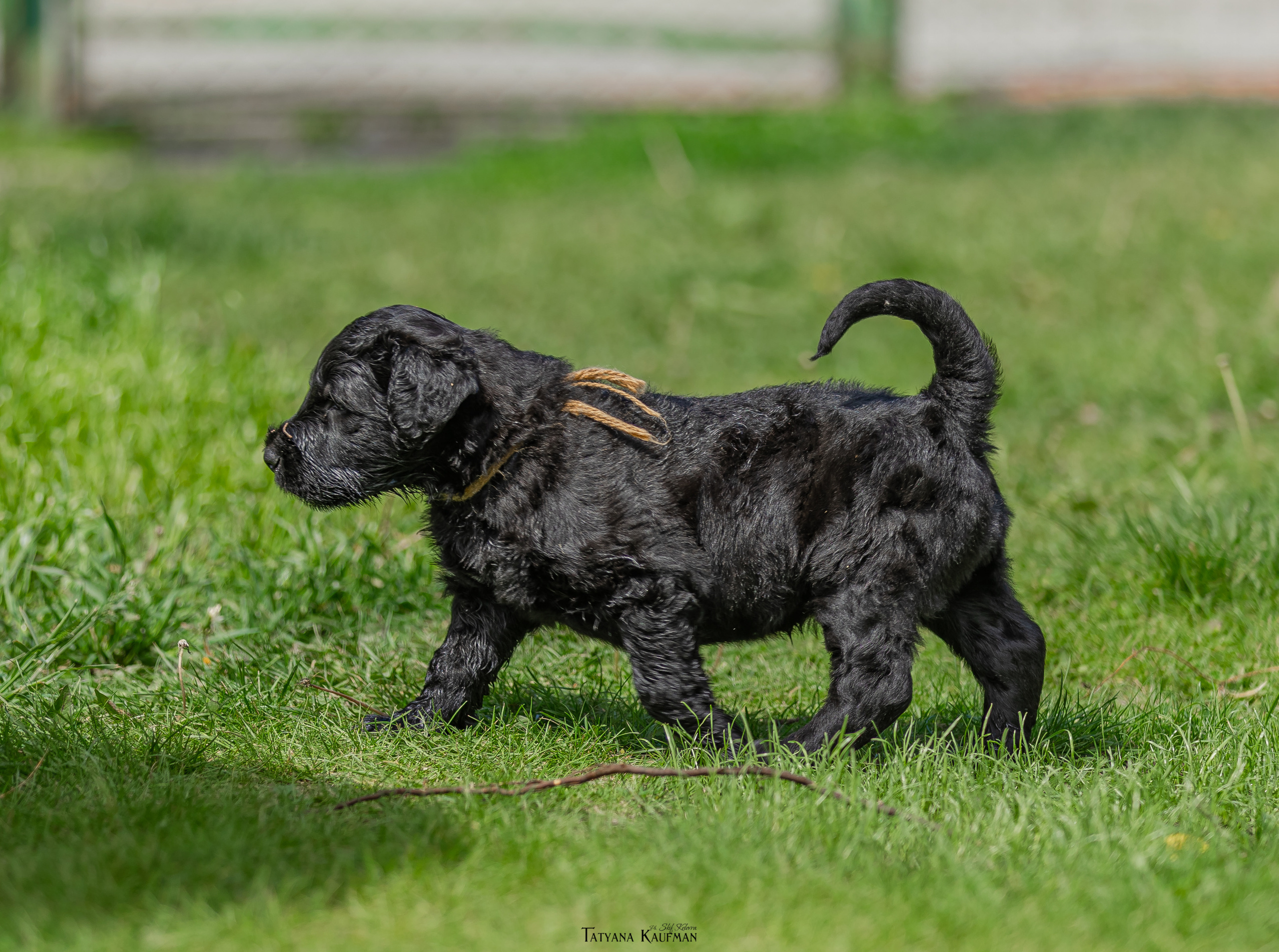 Фотосъемка щенков русских черных терьеров. Фотограф Анималист из Новосибирска Татьяна Кауфман