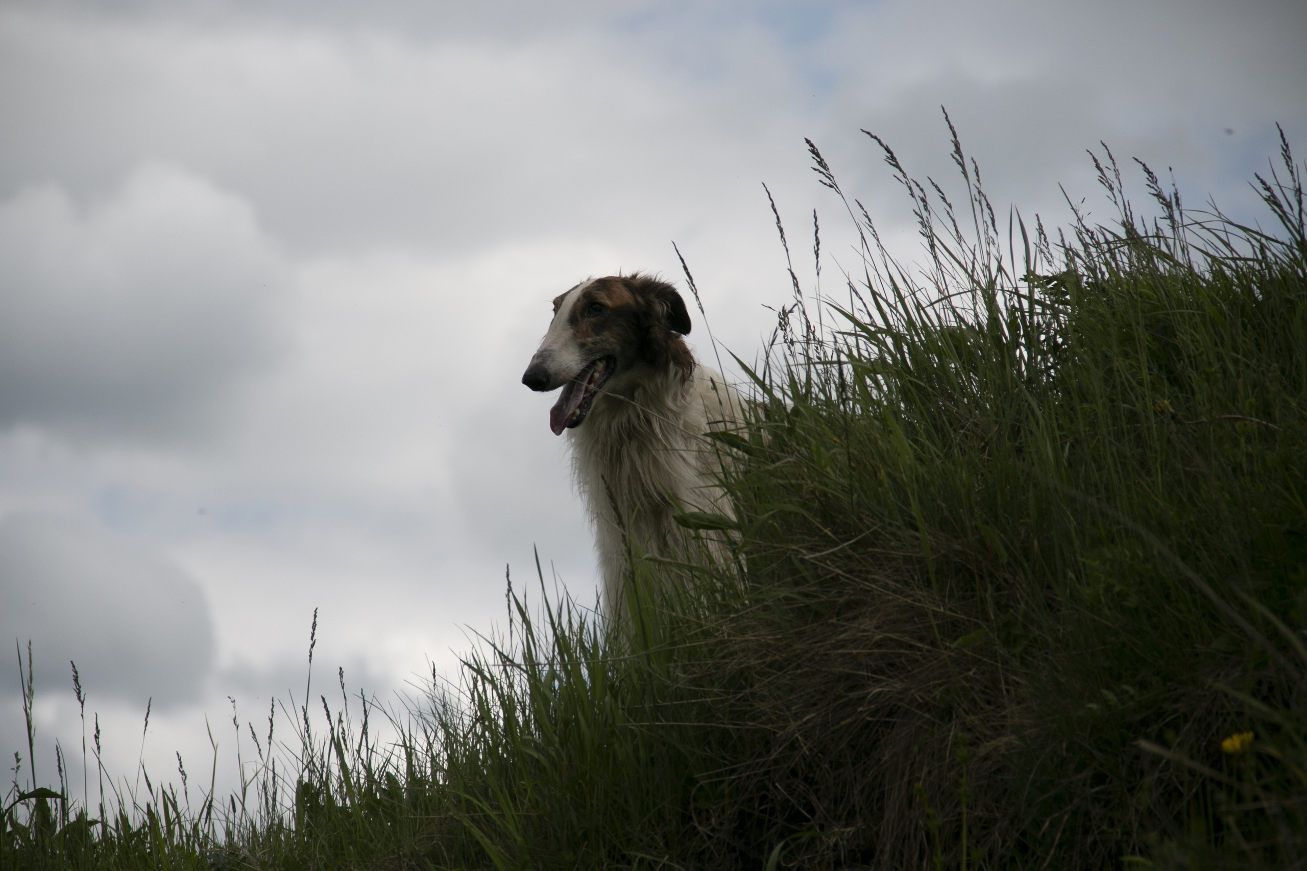 МК_СКИФКА. Фотограф Анималист из Новосибирска Татьяна Кауфман
