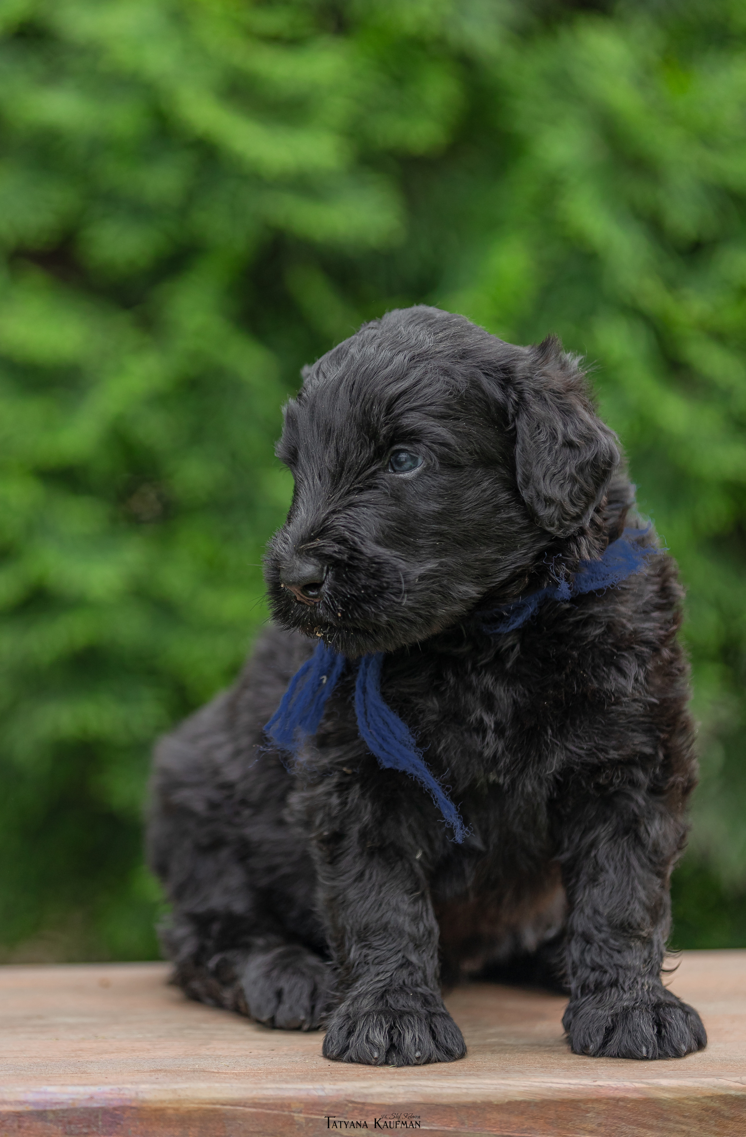 Фотосъемка щенков русских черных терьеров. Фотограф Анималист из Новосибирска Татьяна Кауфман