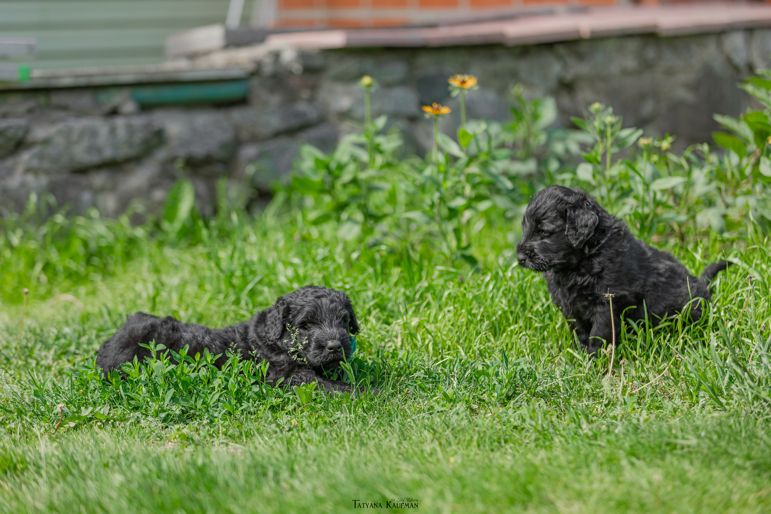 Фотосъемка щенков русских черных терьеров. Фотограф Анималист из Новосибирска Татьяна Кауфман