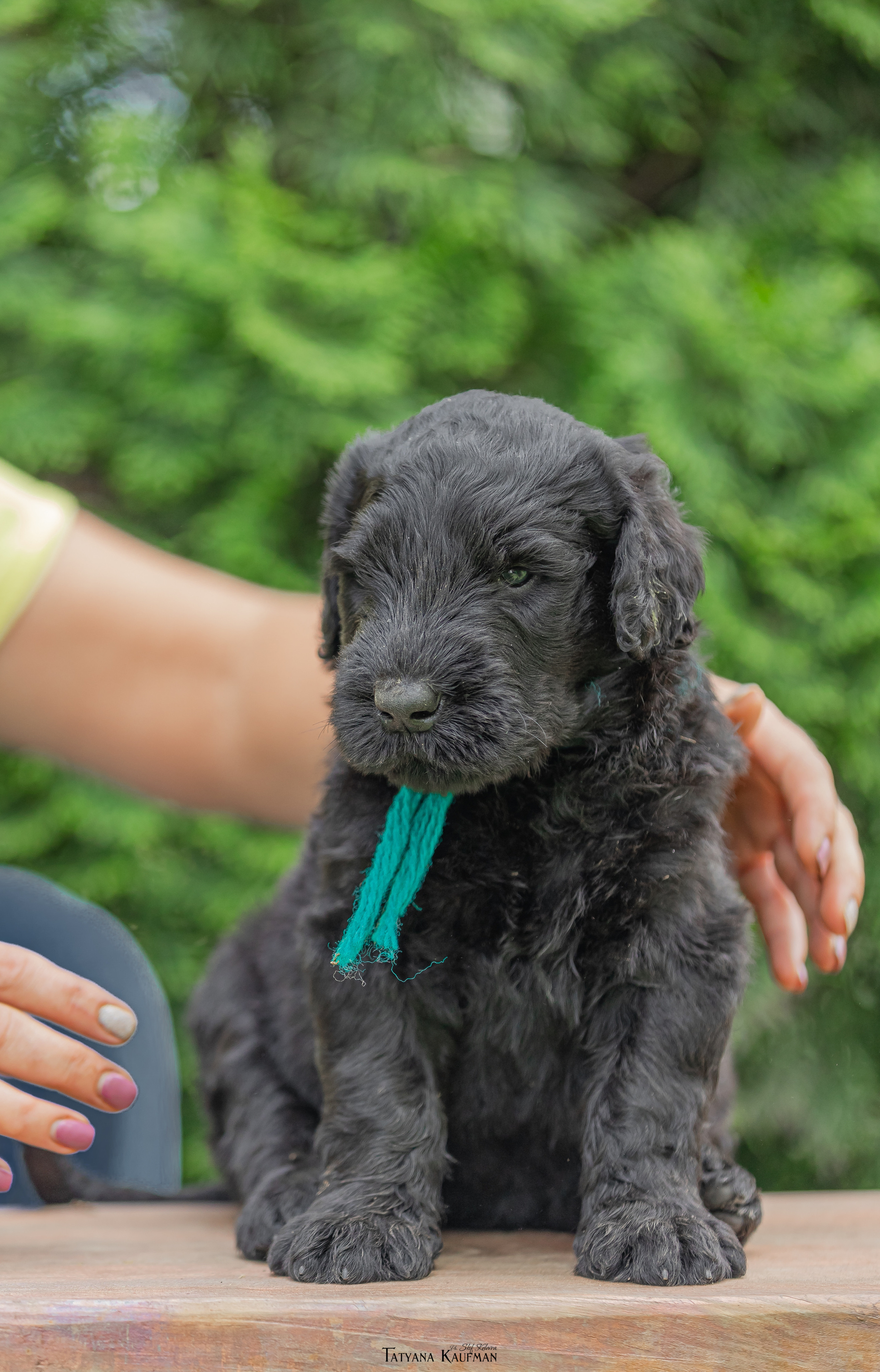Фотосъемка щенков русских черных терьеров. Фотограф Анималист из Новосибирска Татьяна Кауфман