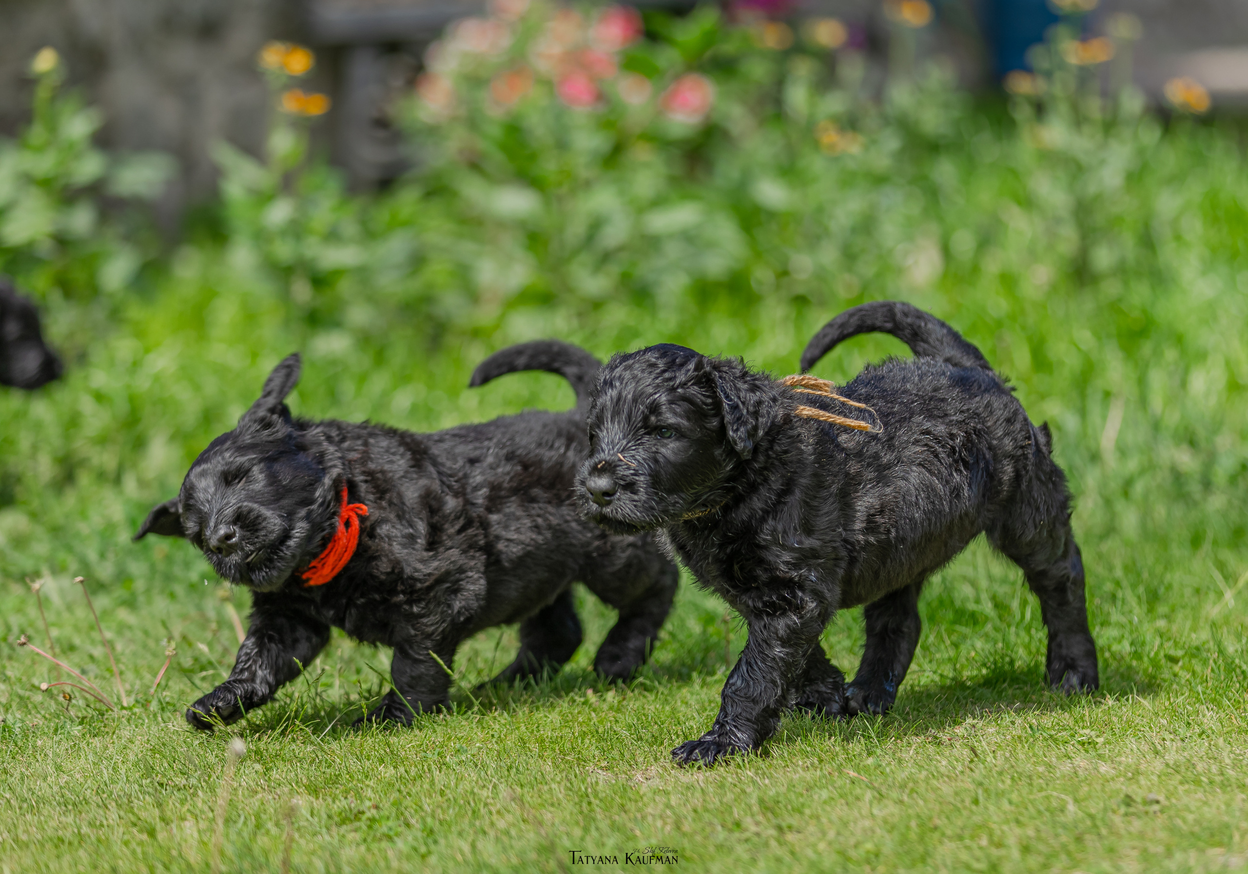 Фотосъемка щенков русских черных терьеров. Фотограф Анималист из Новосибирска Татьяна Кауфман