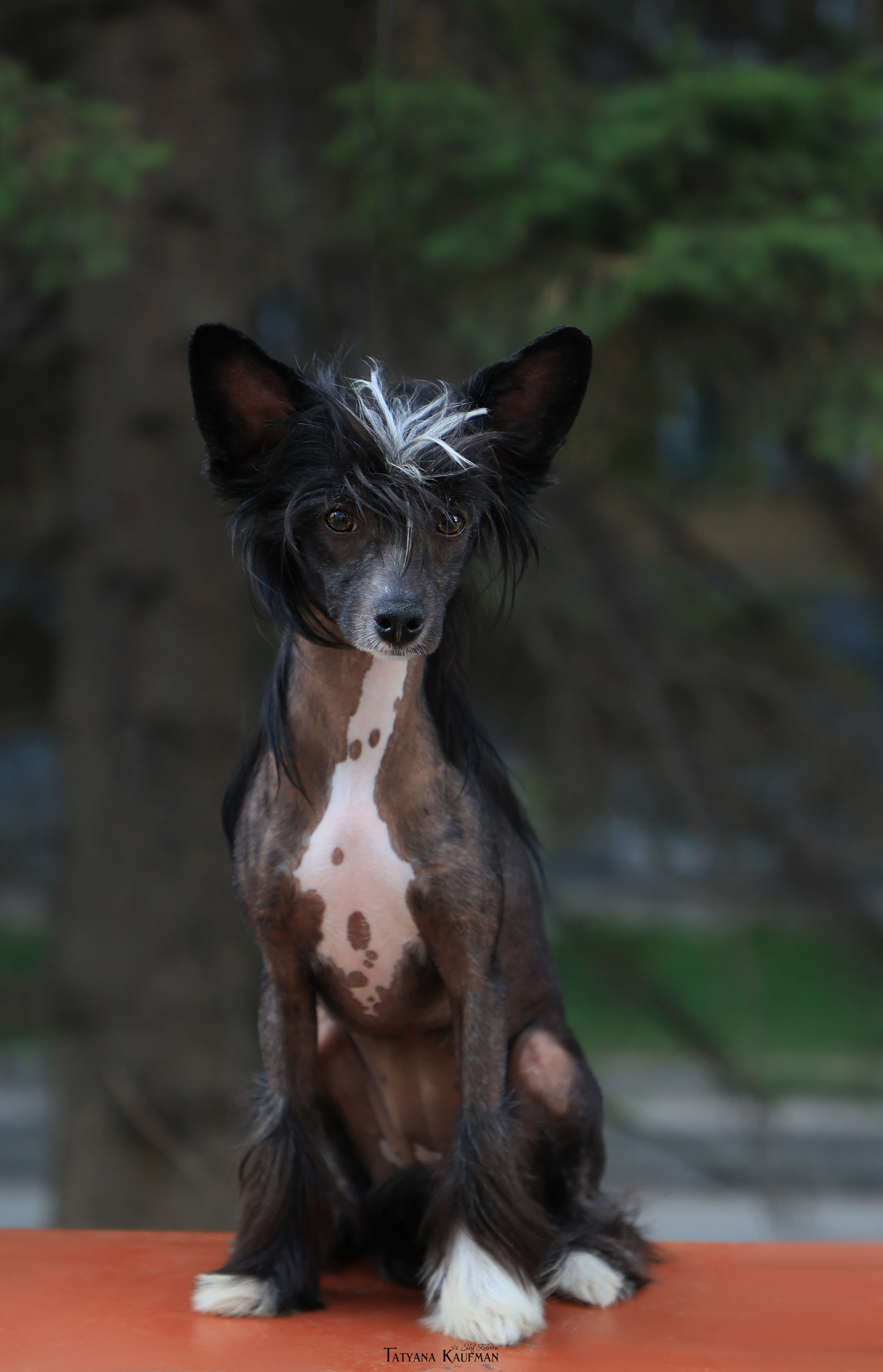 КХС Яны Кадошниковой. Фотограф Анималист из Новосибирска Татьяна Кауфман