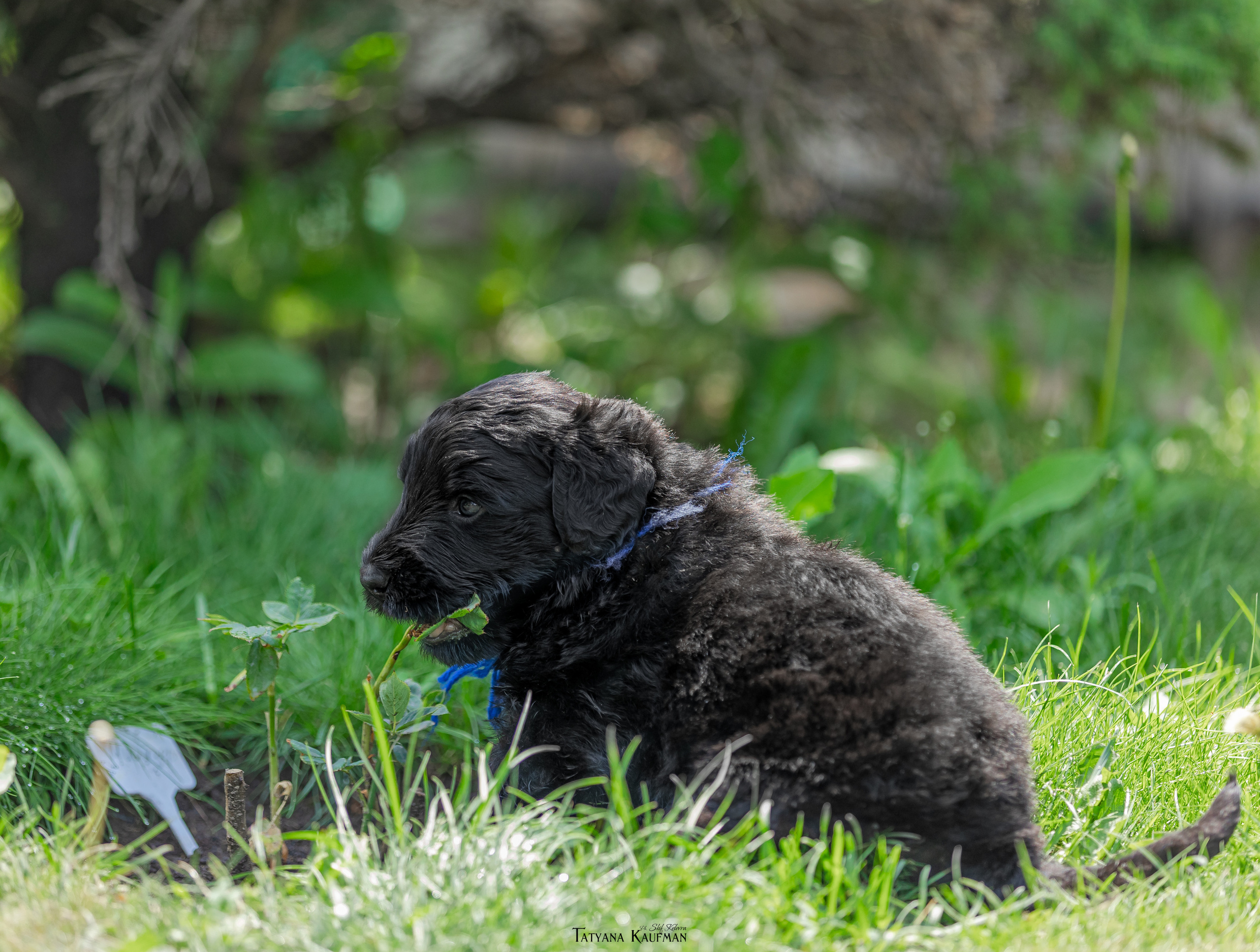 Фотосъемка щенков русских черных терьеров. Фотограф Анималист из Новосибирска Татьяна Кауфман