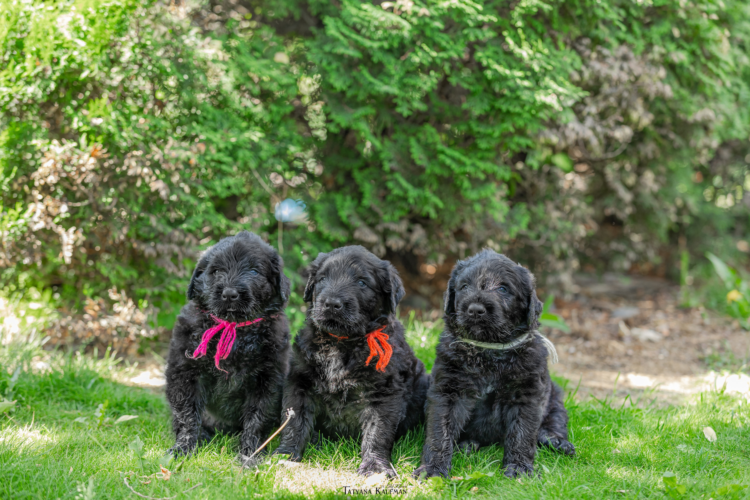 Фотосъемка щенков русских черных терьеров. Фотограф Анималист из Новосибирска Татьяна Кауфман
