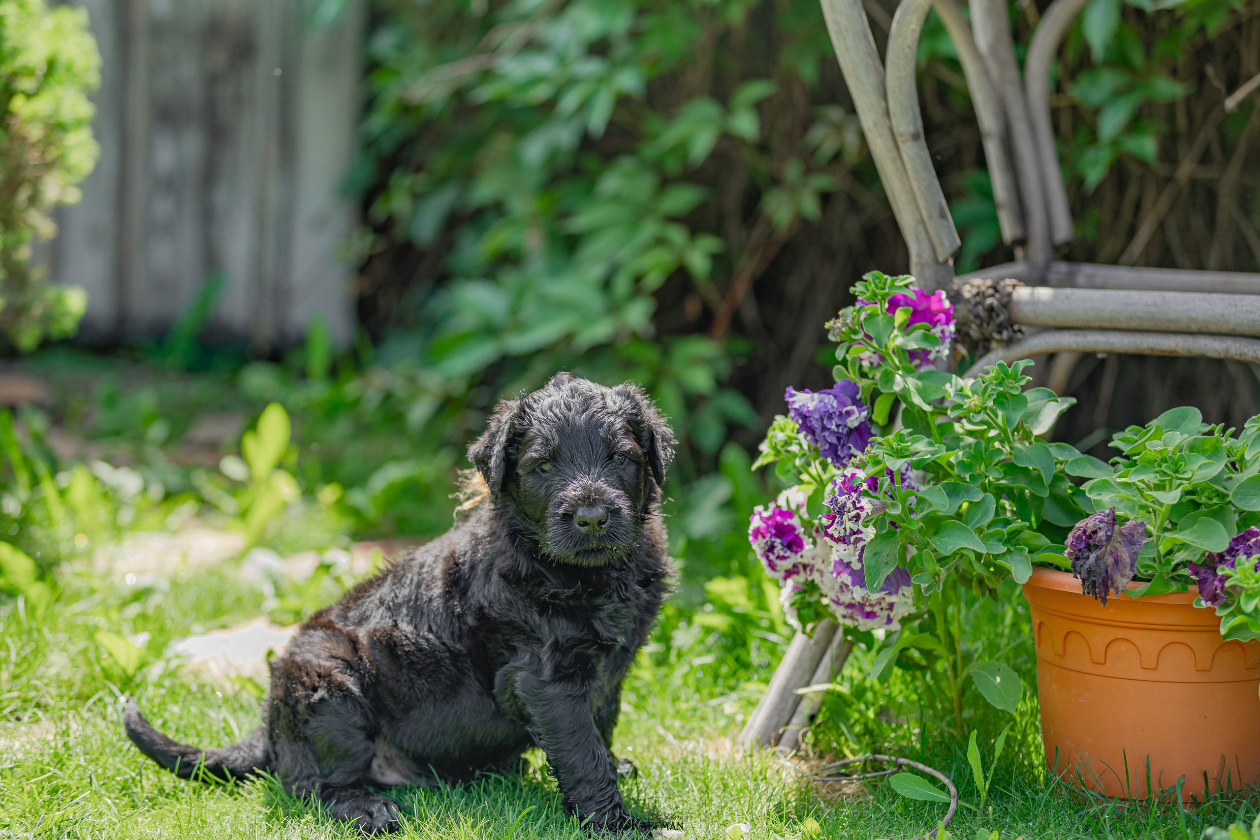 Фотосъемка щенков русских черных терьеров. Фотограф Анималист из Новосибирска Татьяна Кауфман
