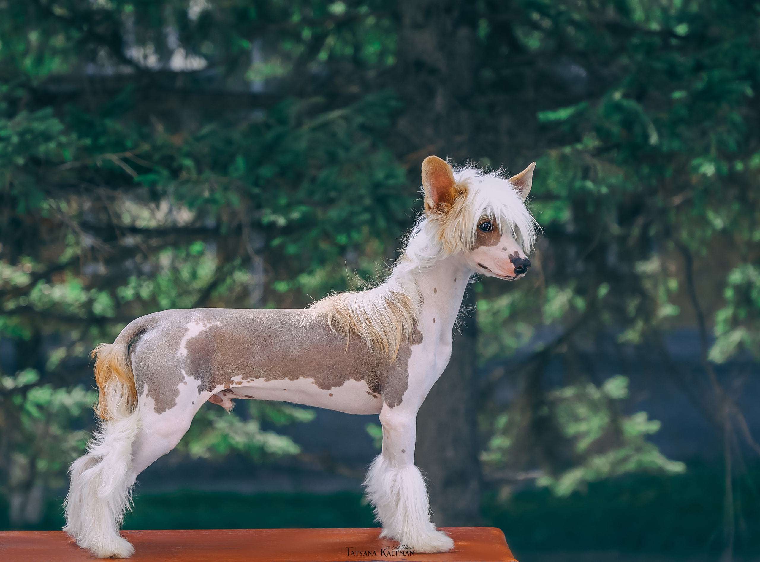 КХС Яны Кадошниковой. Фотограф Анималист из Новосибирска Татьяна Кауфман