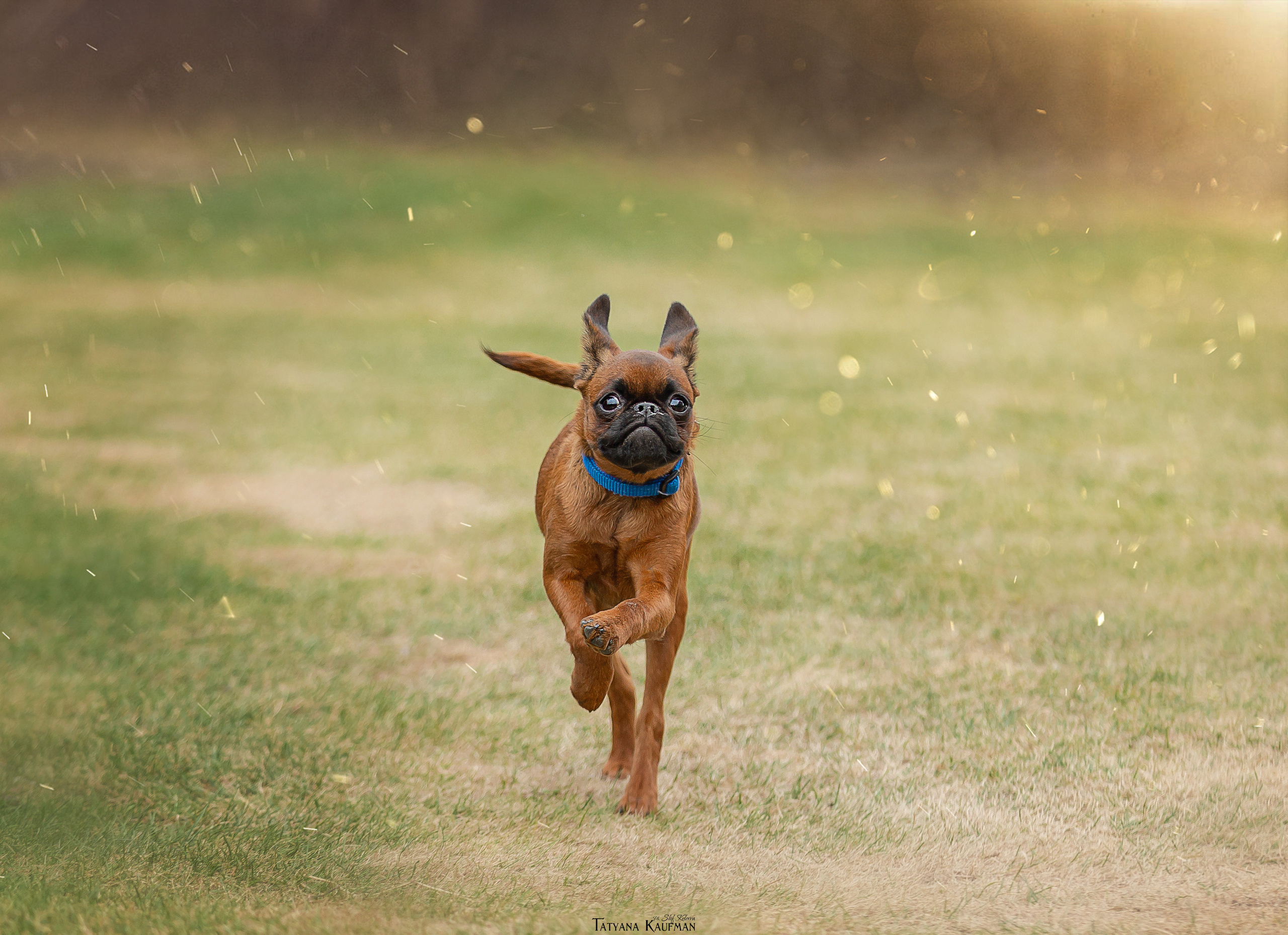 Фотосессия малого брабансона. Фотограф Анималист из Новосибирска Татьяна Кауфман