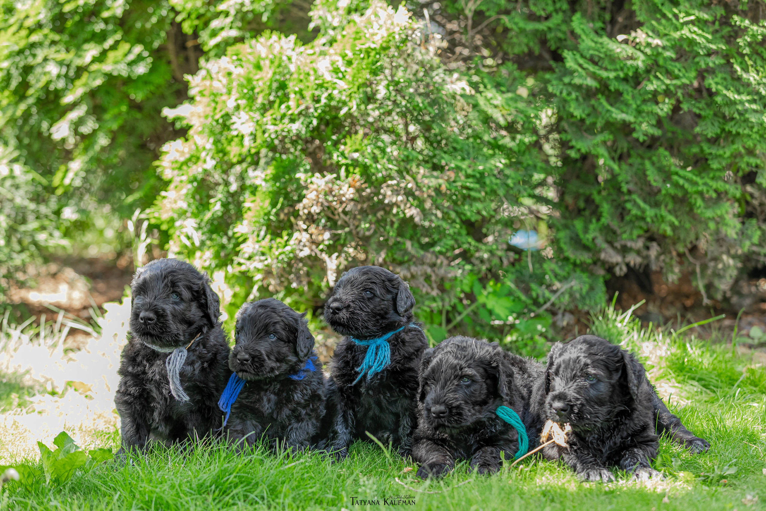 Фотосъемка щенков русских черных терьеров. Фотограф Анималист из Новосибирска Татьяна Кауфман