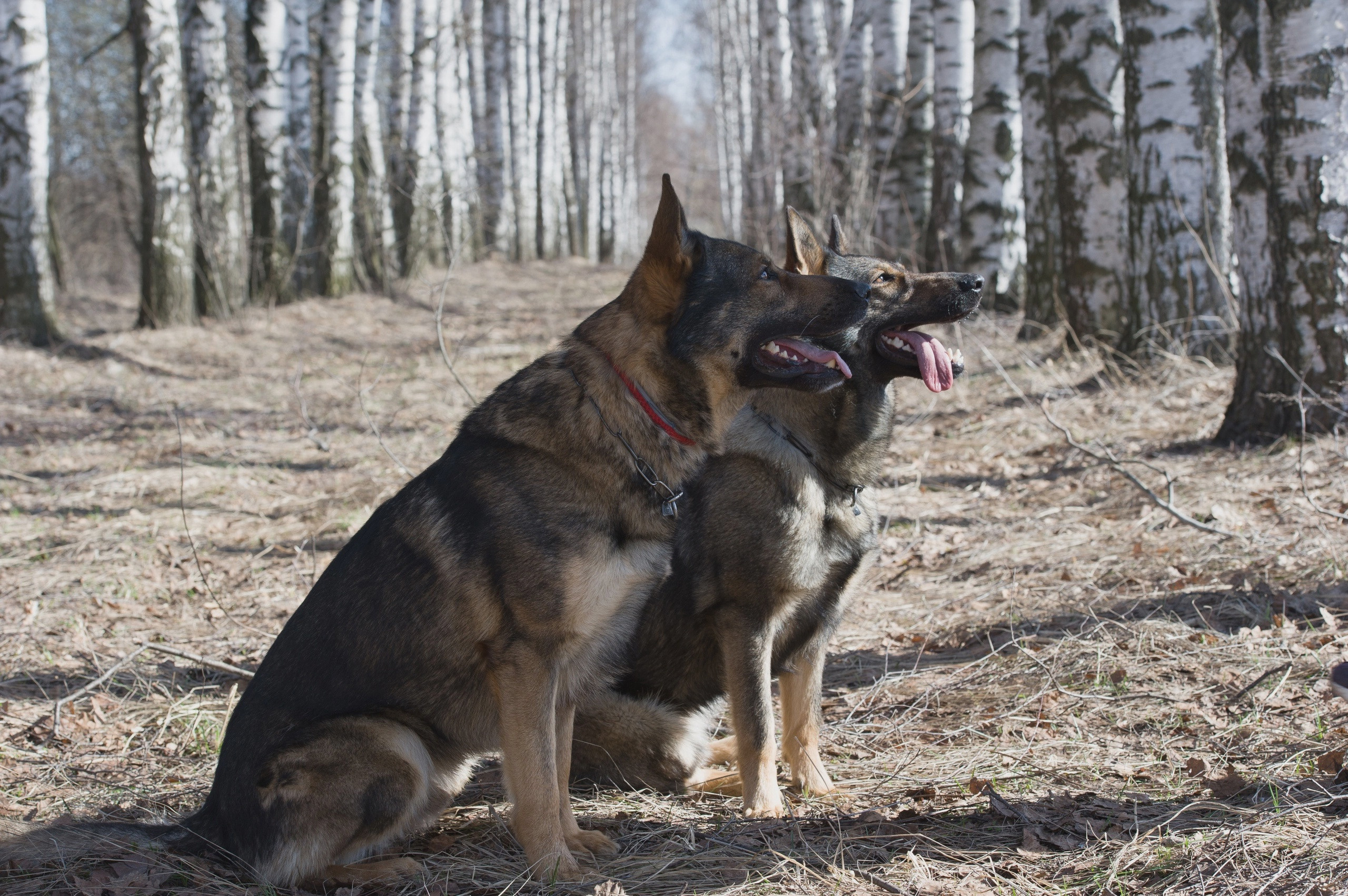 МК_СКИФКА. Фотограф Анималист из Новосибирска Татьяна Кауфман