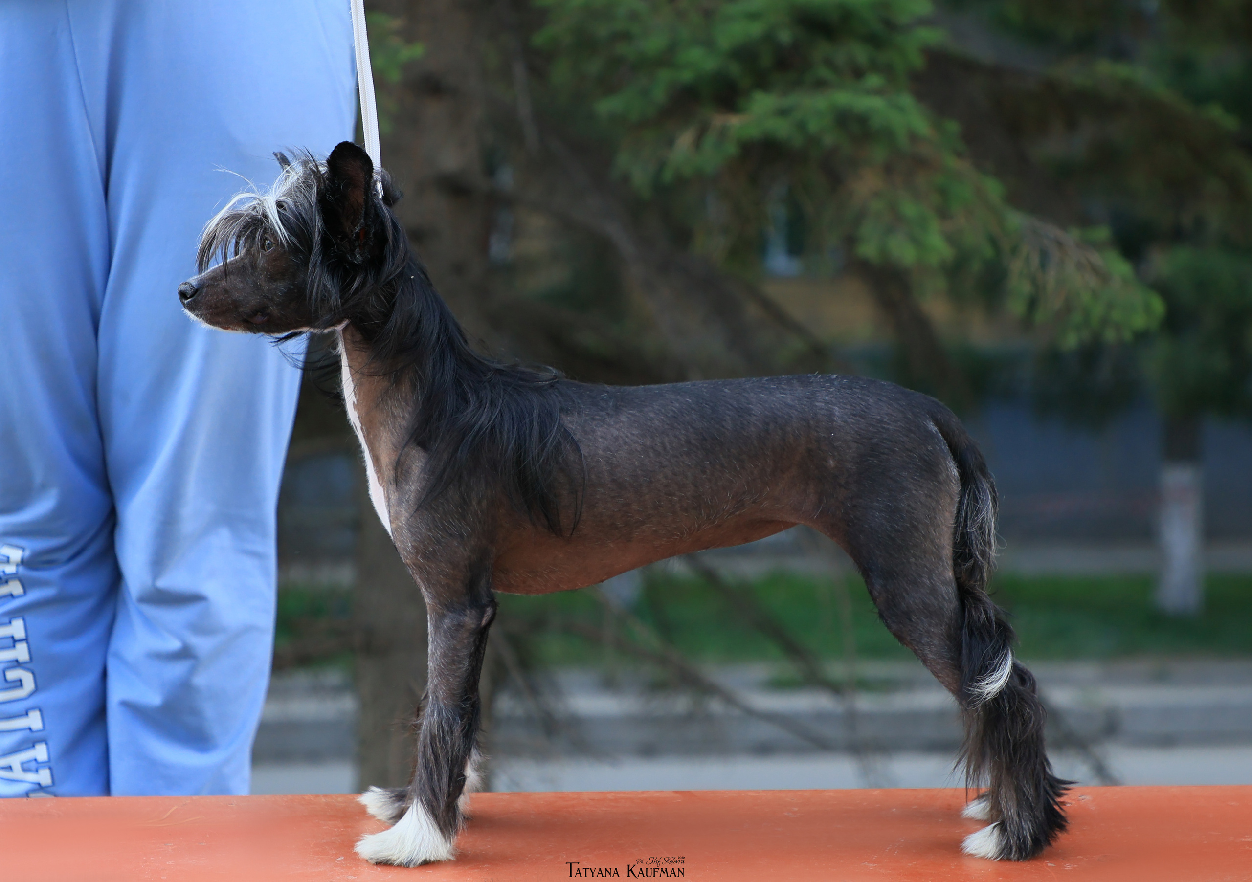 КХС Яны Кадошниковой. Фотограф Анималист из Новосибирска Татьяна Кауфман