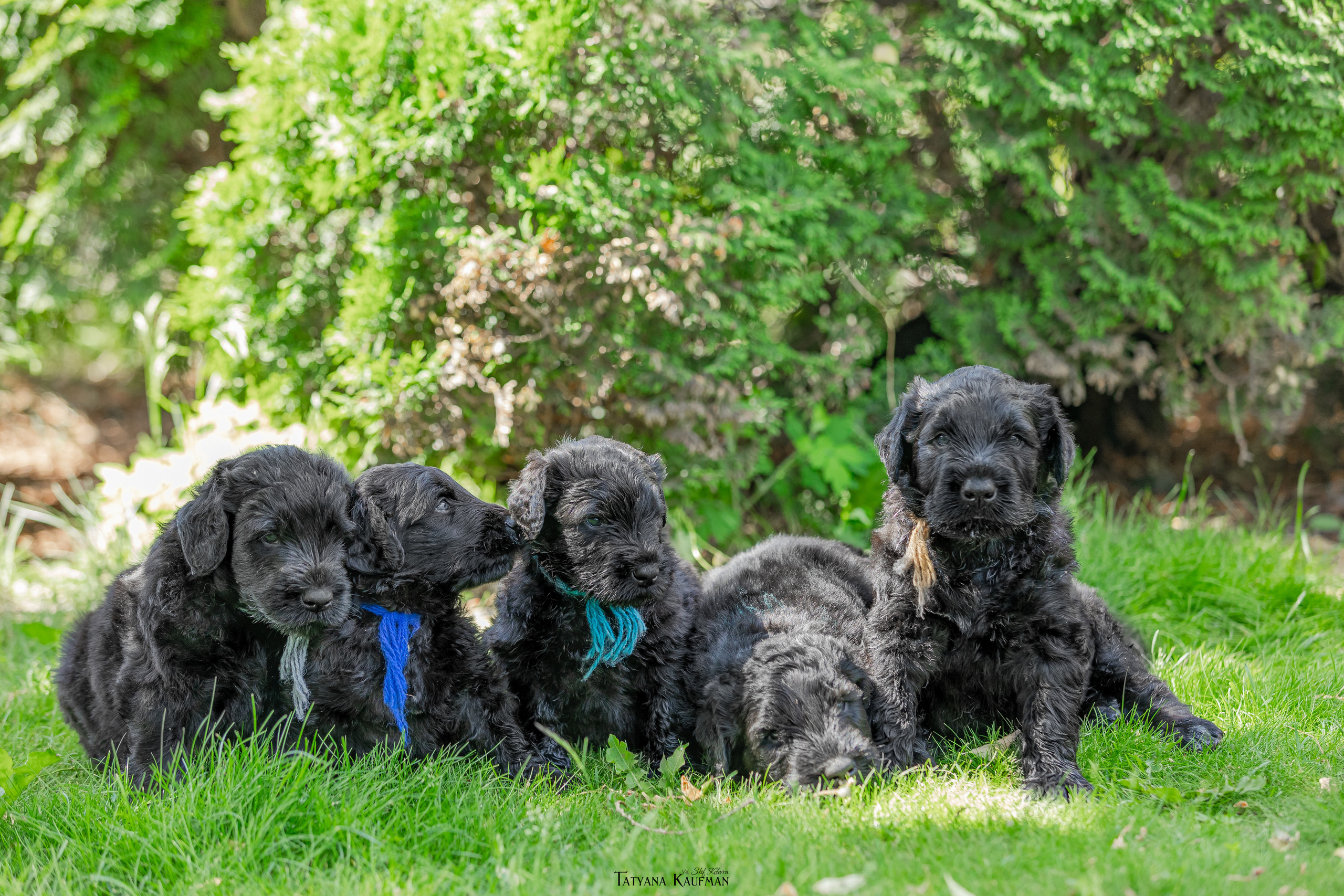 Фотосъемка щенков русских черных терьеров. Фотограф Анималист из Новосибирска Татьяна Кауфман