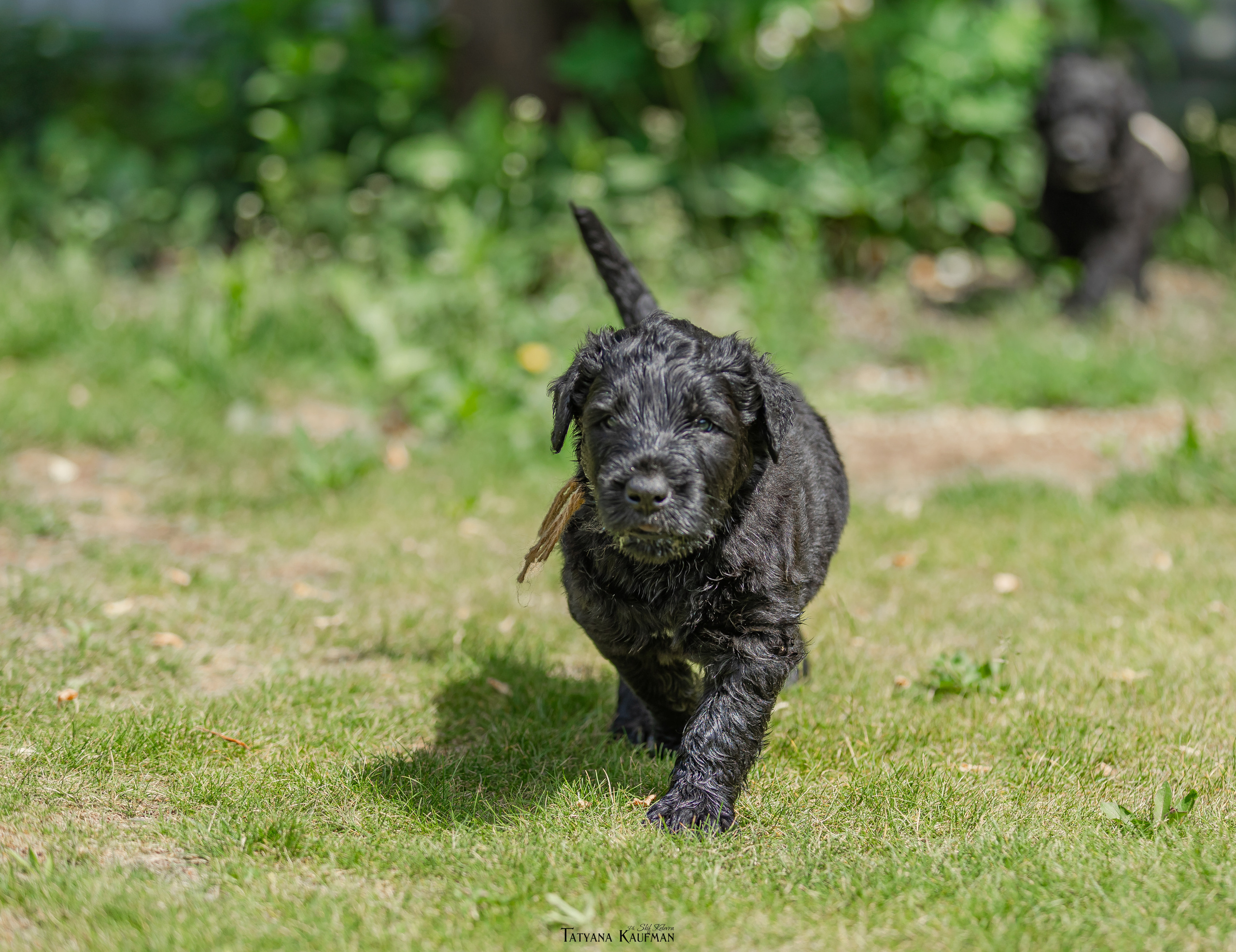 Фотосъемка щенков русских черных терьеров. Фотограф Анималист из Новосибирска Татьяна Кауфман