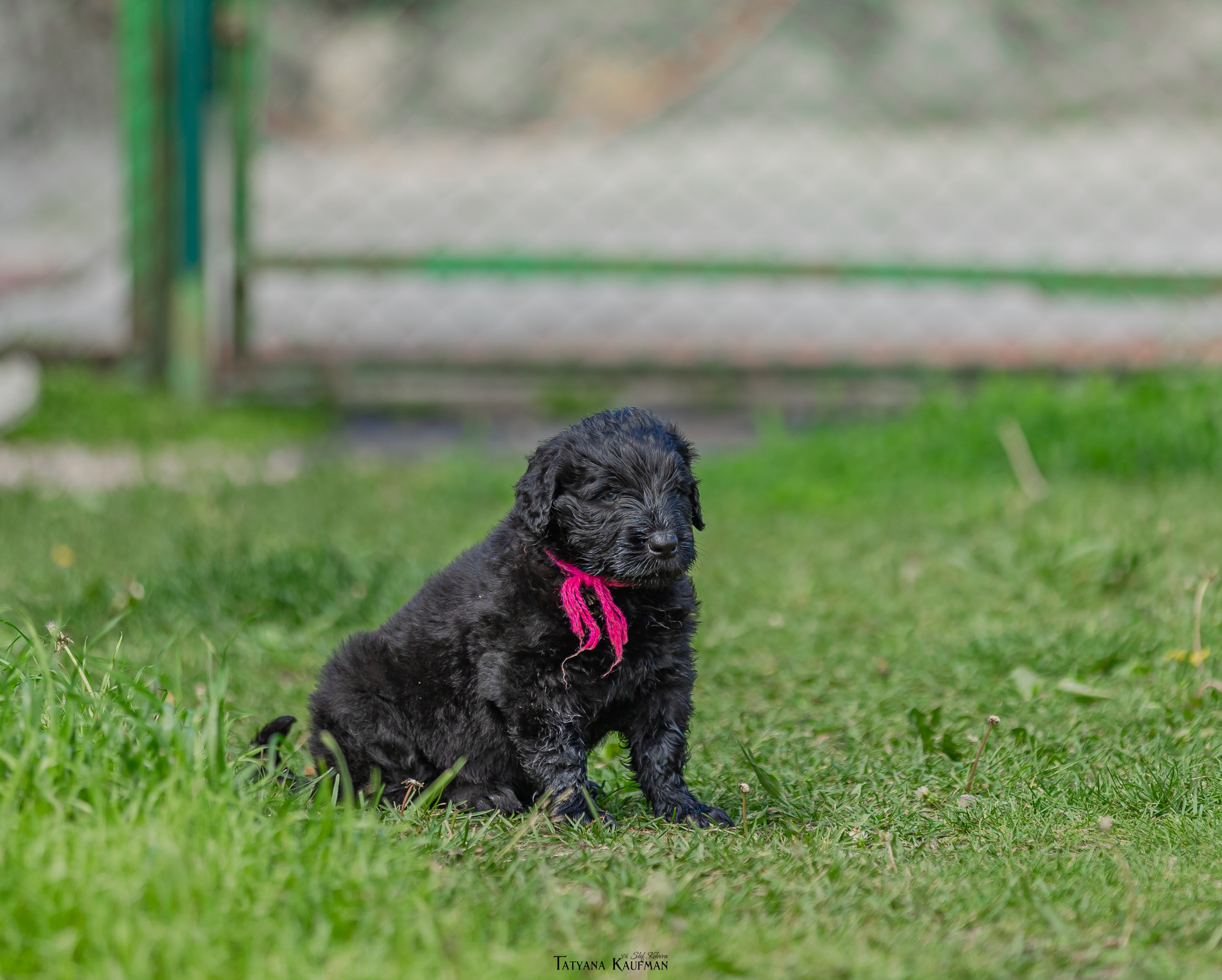 Фотосъемка щенков русских черных терьеров. Фотограф Анималист из Новосибирска Татьяна Кауфман