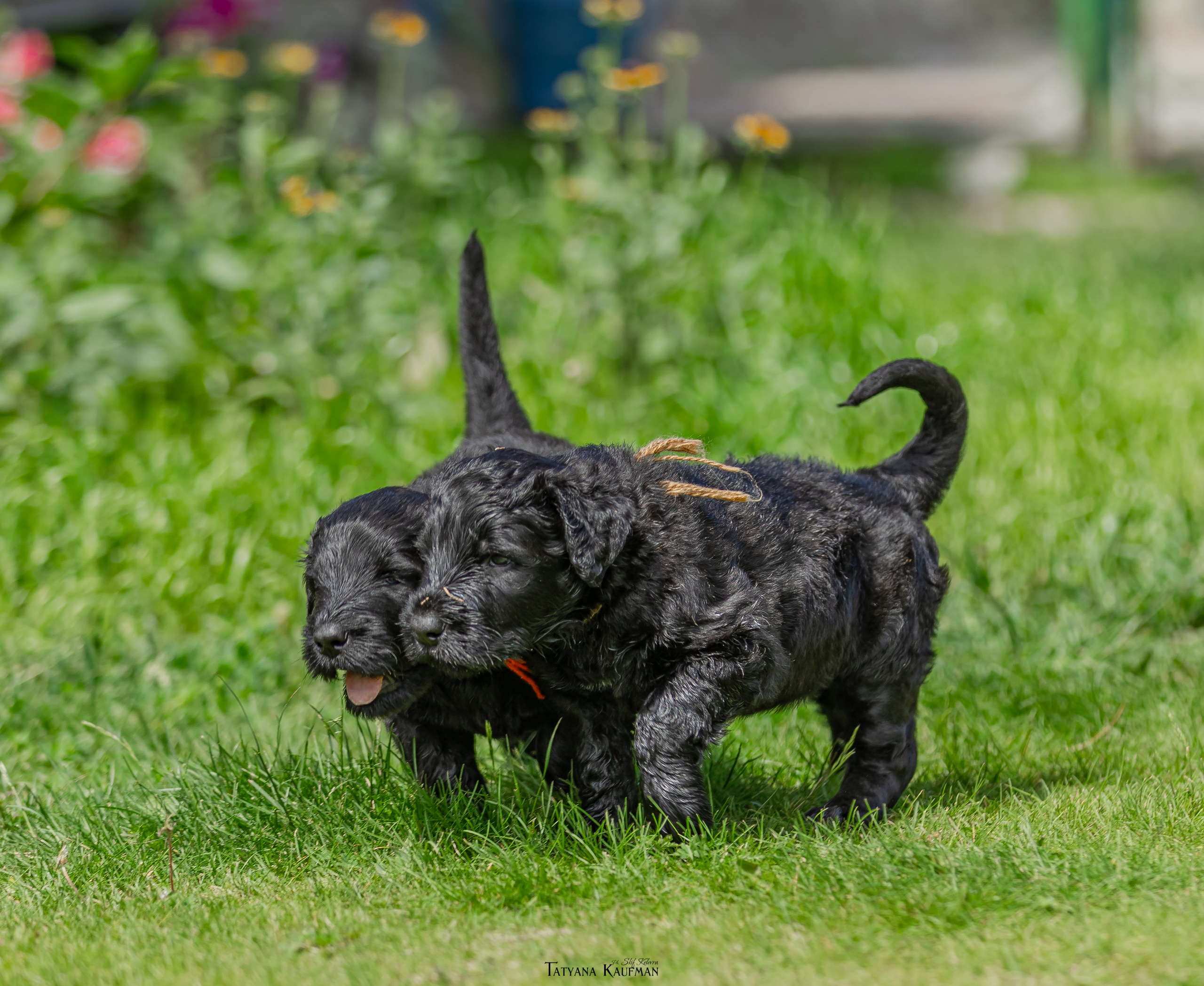 Фотосъемка щенков русских черных терьеров. Фотограф Анималист из Новосибирска Татьяна Кауфман
