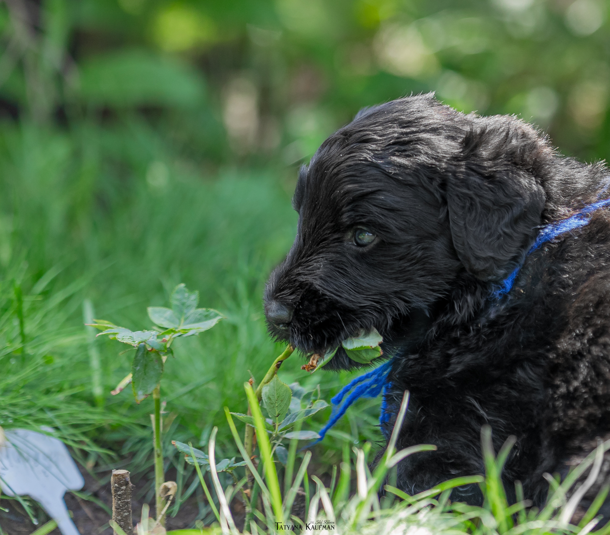 Фотосъемка щенков русских черных терьеров. Фотограф Анималист из Новосибирска Татьяна Кауфман