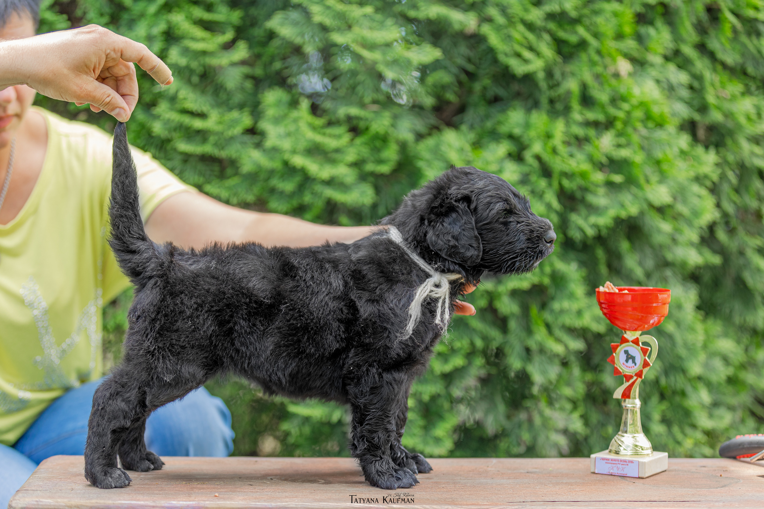 Фотосъемка щенков русских черных терьеров. Фотограф Анималист из Новосибирска Татьяна Кауфман