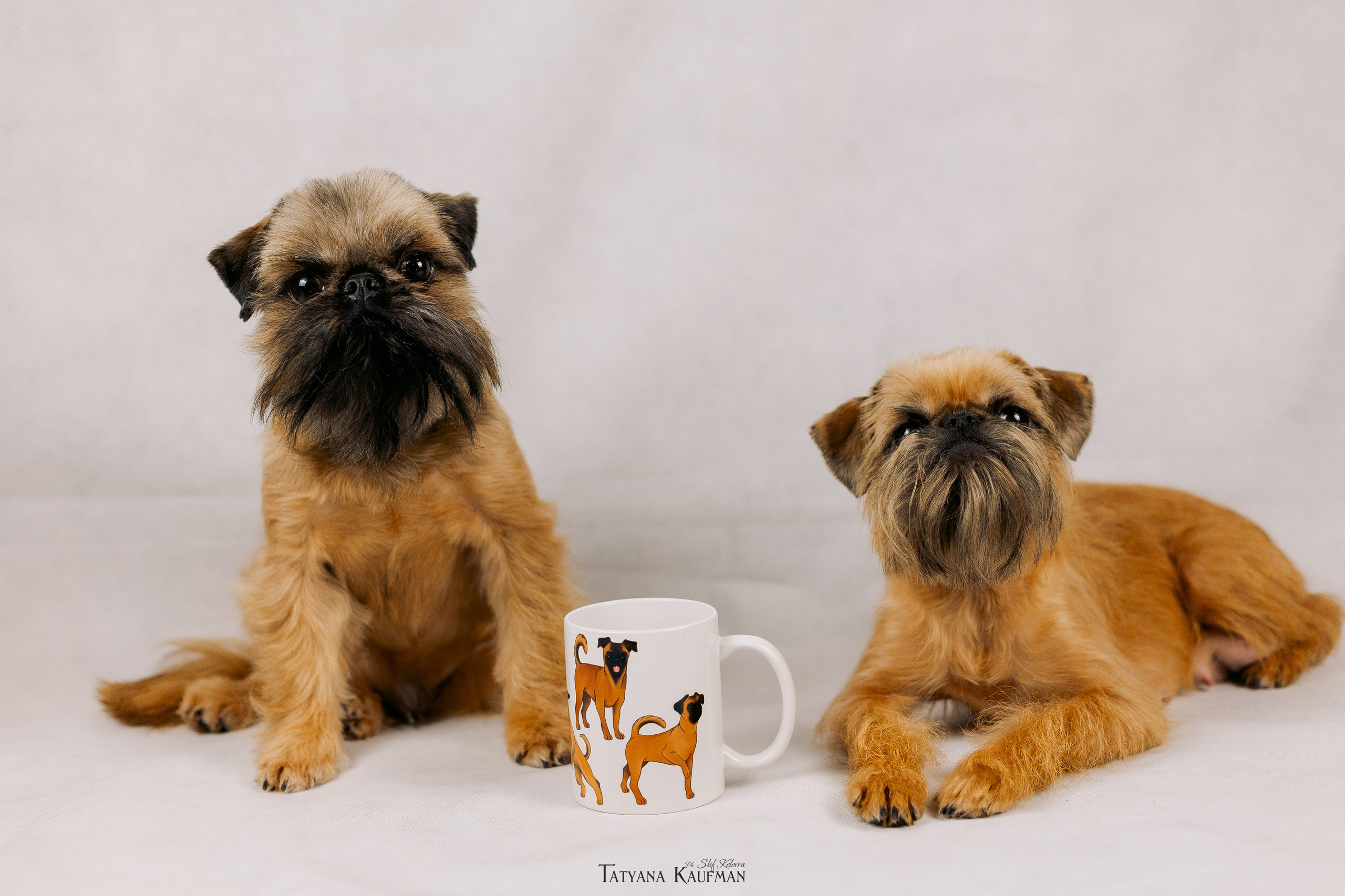 Фотосессия брюссельских гриффонов. Фотограф Анималист из Новосибирска Татьяна Кауфман