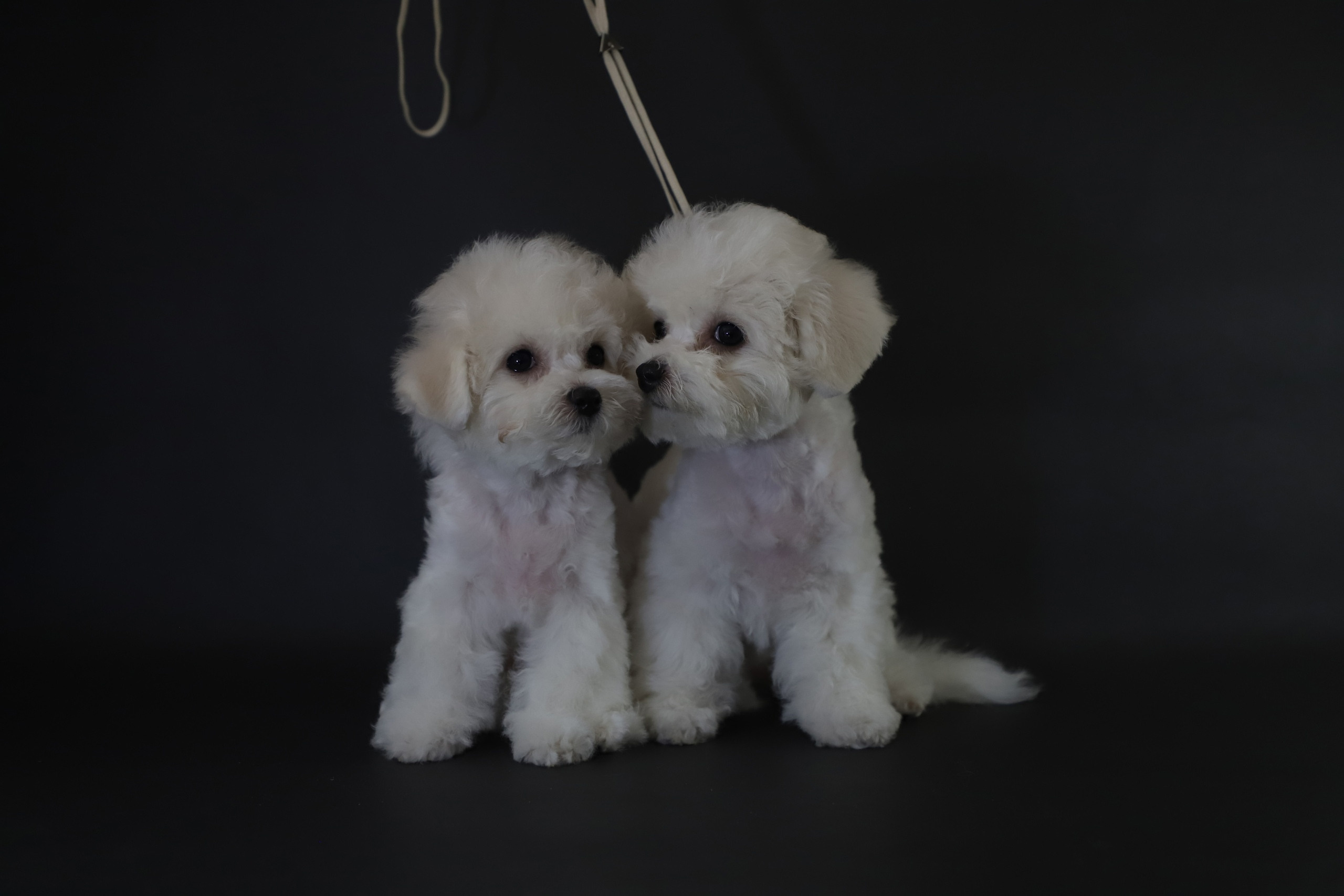 МК_СКИФКА. Фотограф Анималист из Новосибирска Татьяна Кауфман