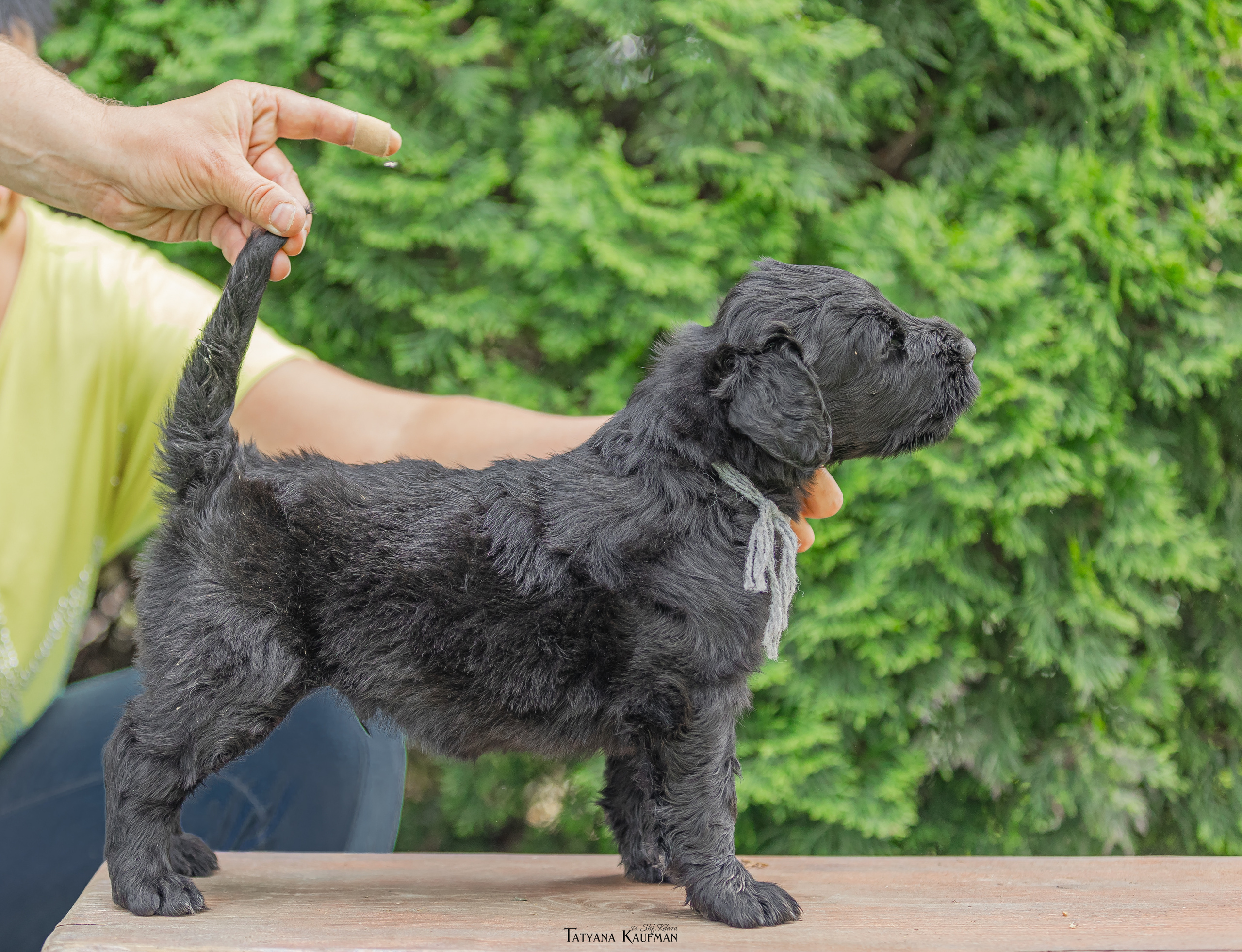 Фотосъемка щенков русских черных терьеров. Фотограф Анималист из Новосибирска Татьяна Кауфман