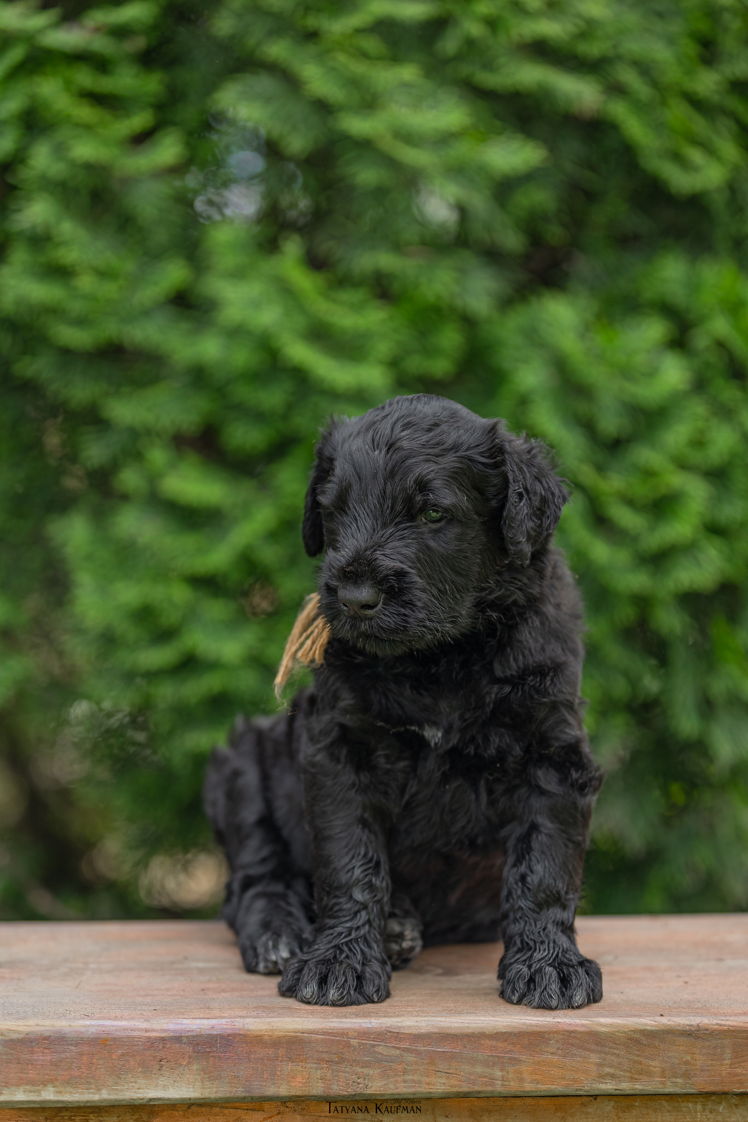 Фотосъемка щенков русских черных терьеров. Фотограф Анималист из Новосибирска Татьяна Кауфман
