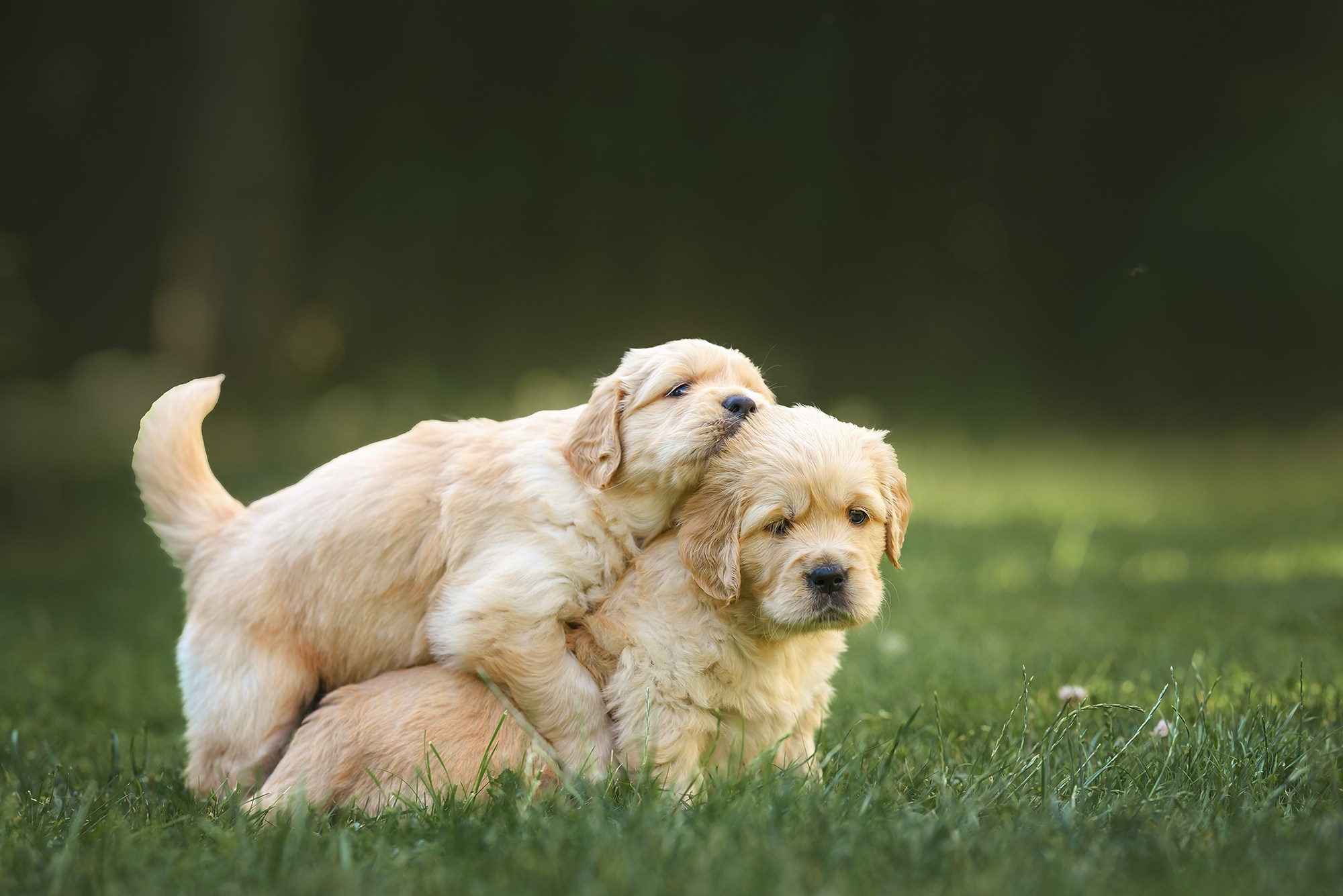 Животные. Семейный фотограф в Минске Виктория Дубровская