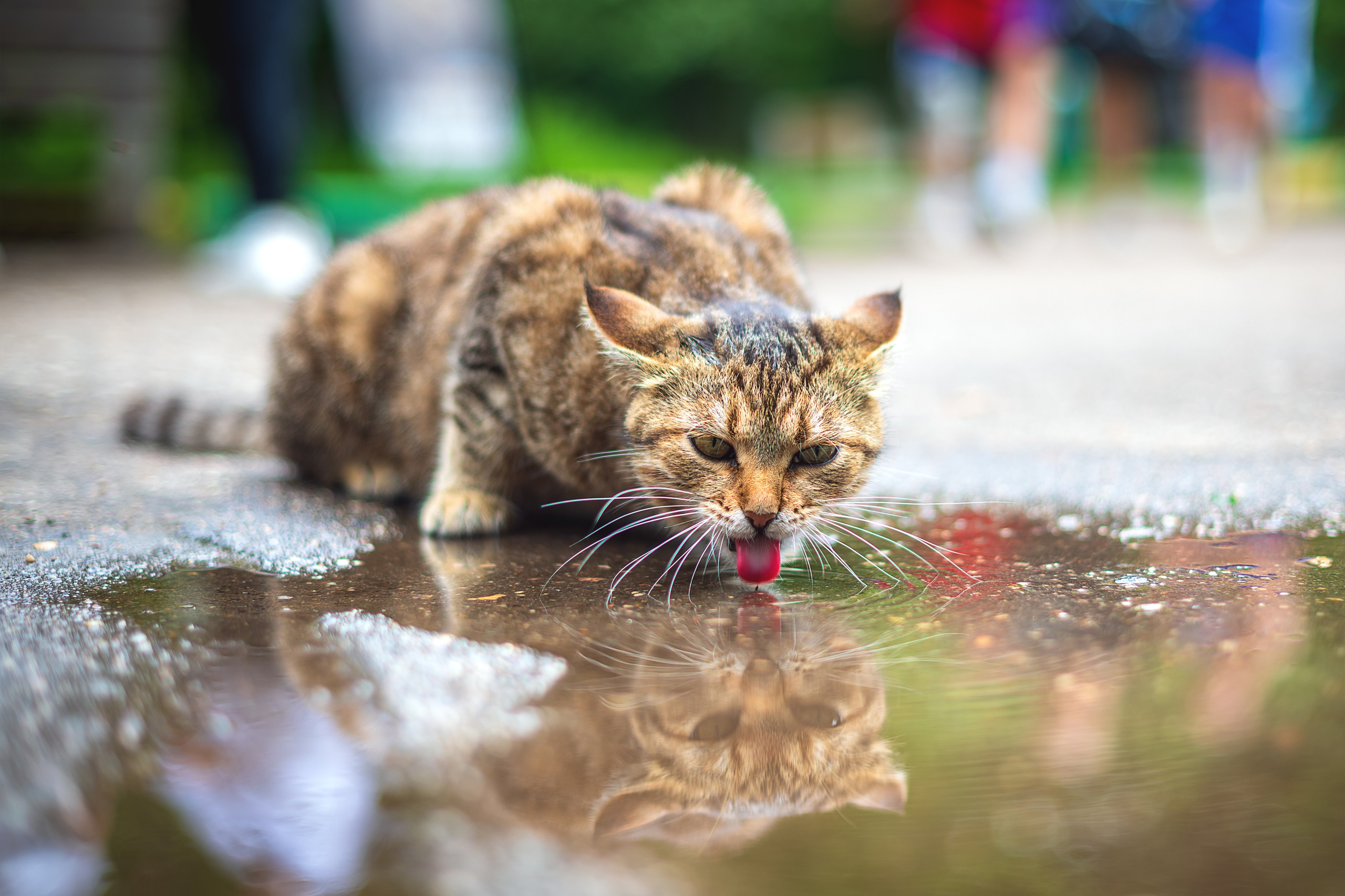 Животные. Фотограф в Москве Демьян Лопатов