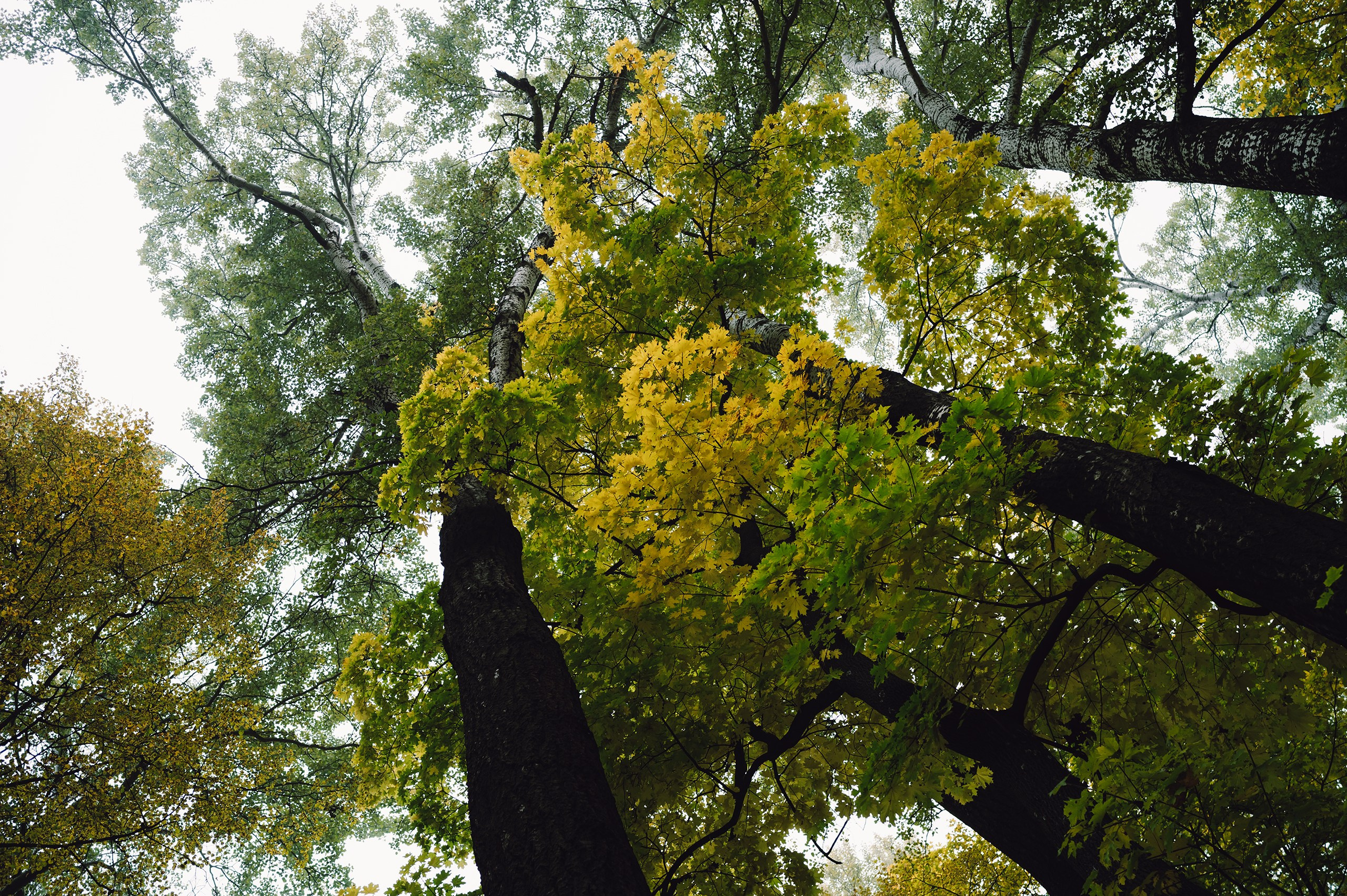 Невидимый спектр. Komonev