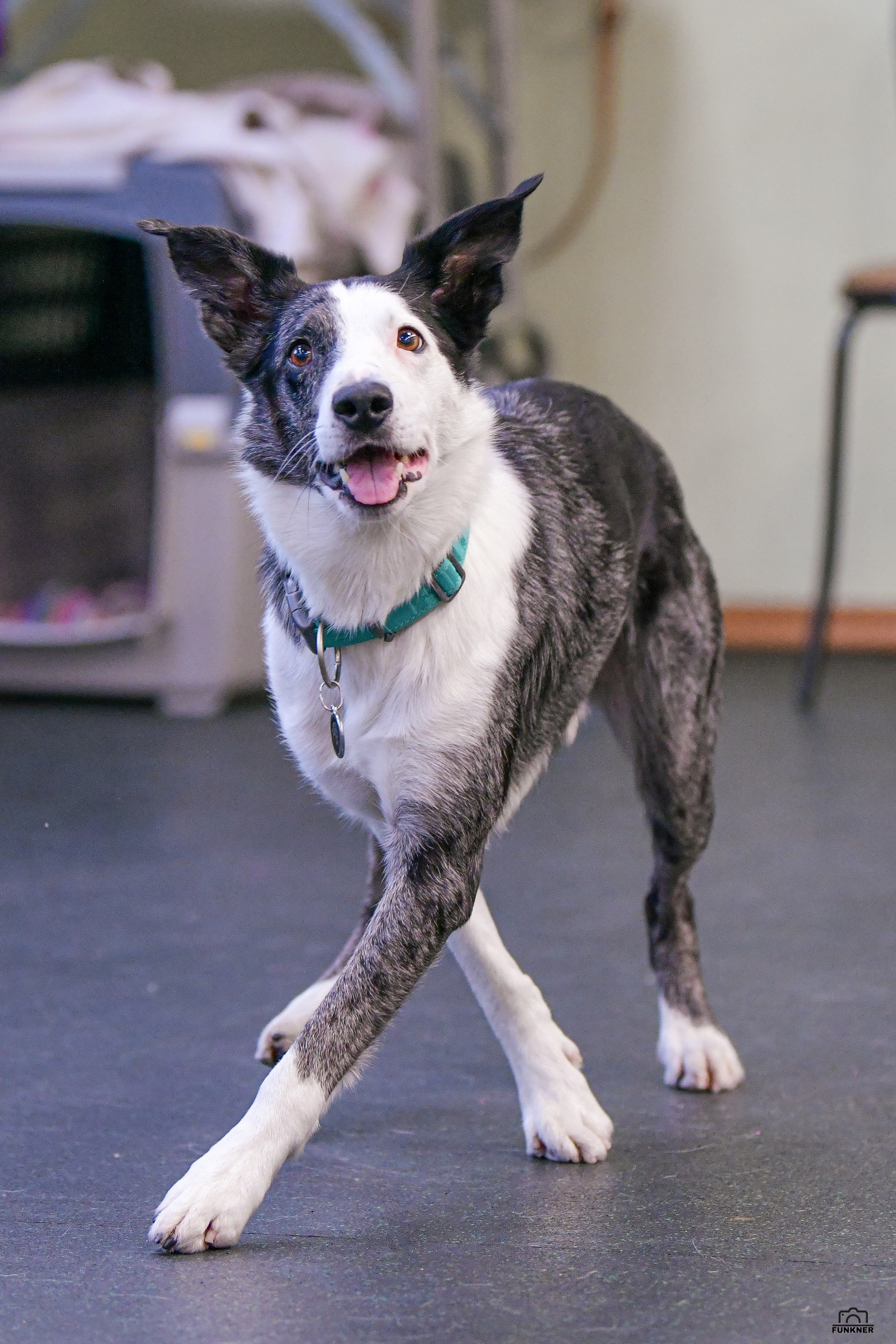 Кинологический клуб «Бодрый хвост». Свой взгляд через объектив