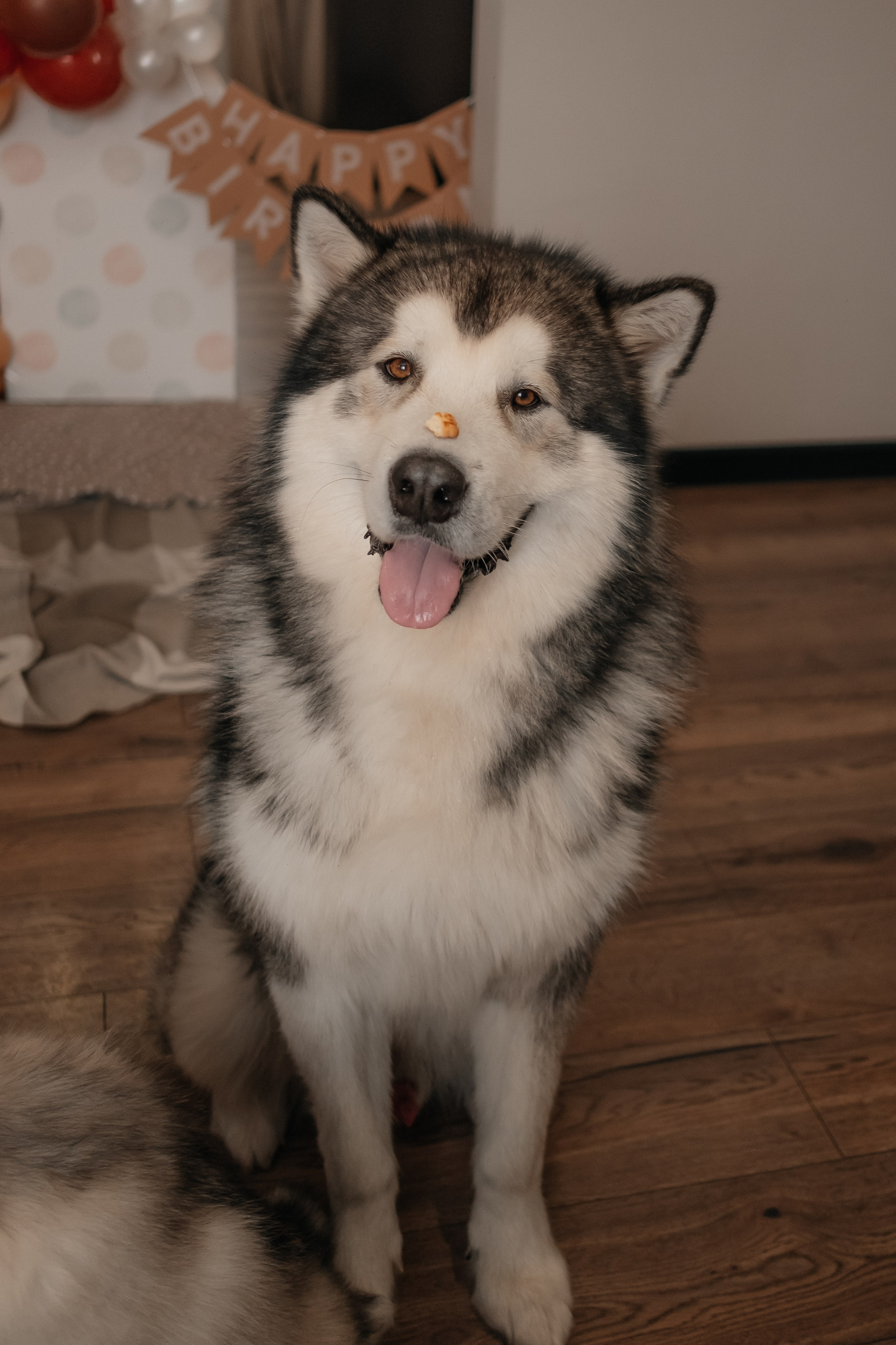 Катя, Саша и Еся | домашняя съемка. Фотограф в Новосибирске Диана Ильиных