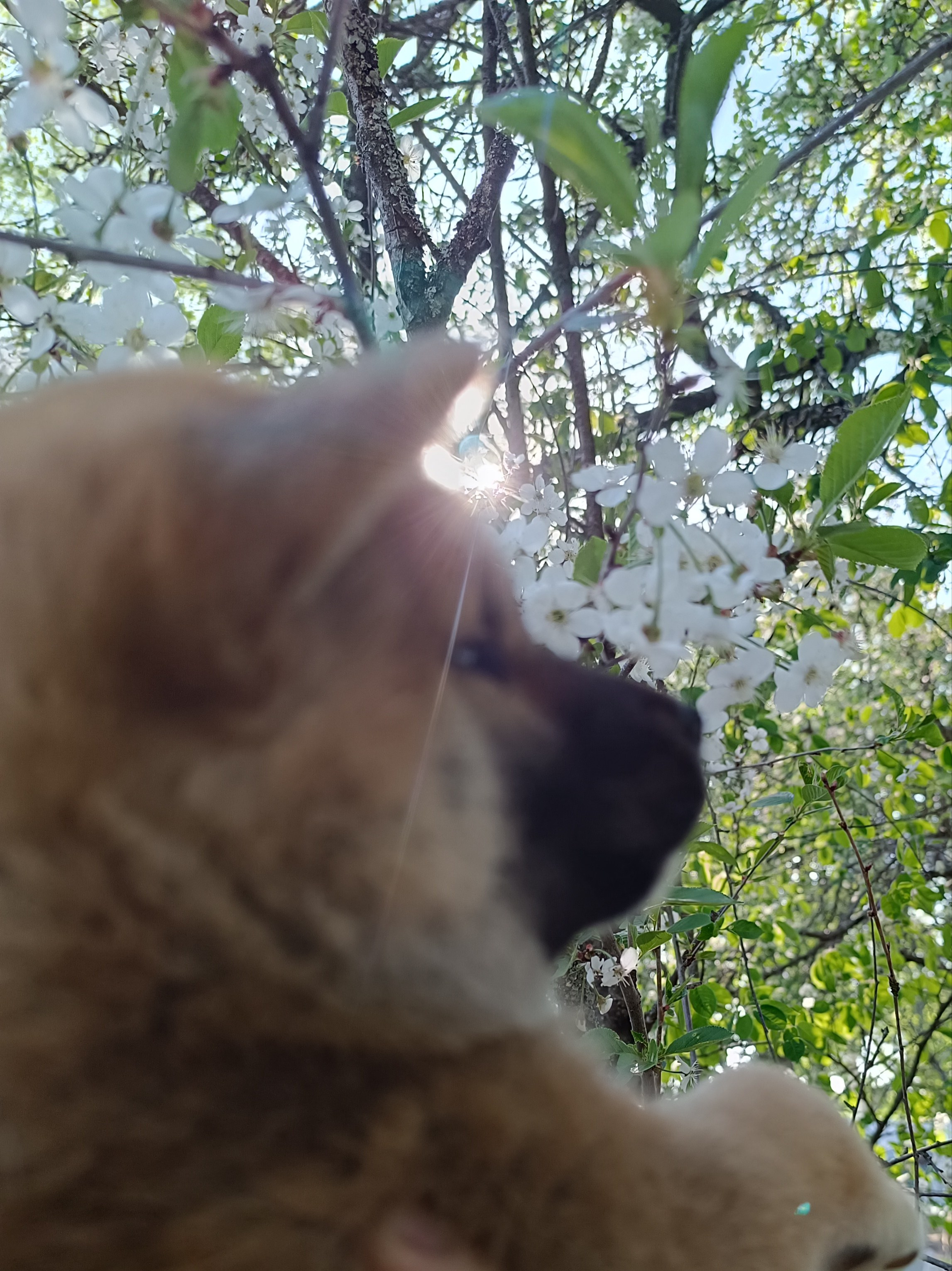 сиба питомник Рубилайт щенки на продажу rubylight  сиба щенки купить СПб Санкт-Петербург