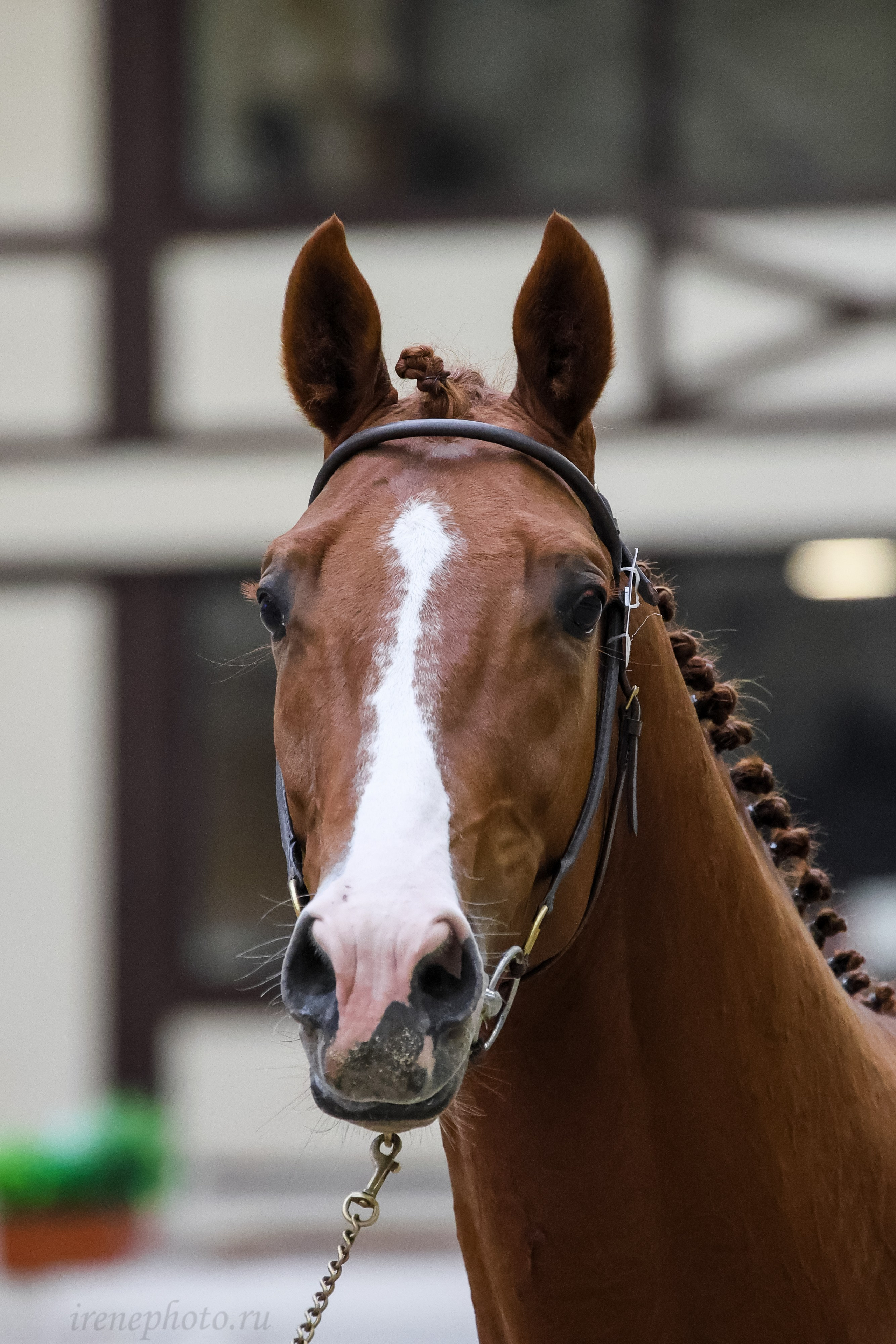 Конная Россия 2024. Irenephoto.ru