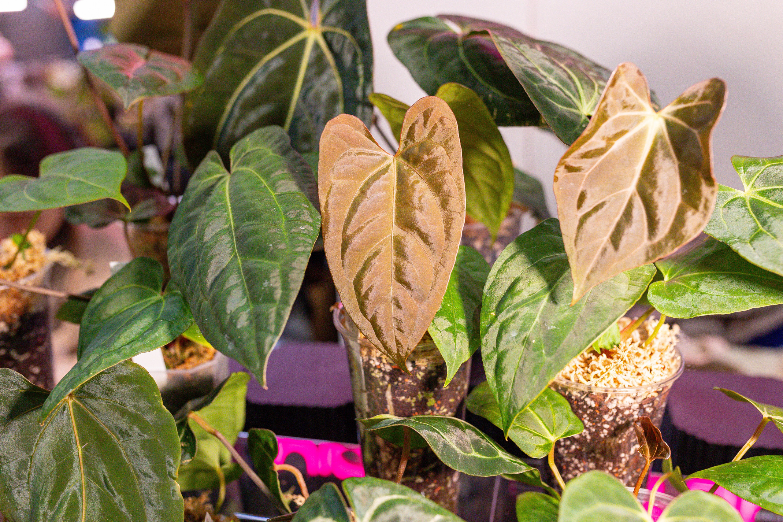 Монстериум 11–12 октября. Александра Куликова фотограф, Москва