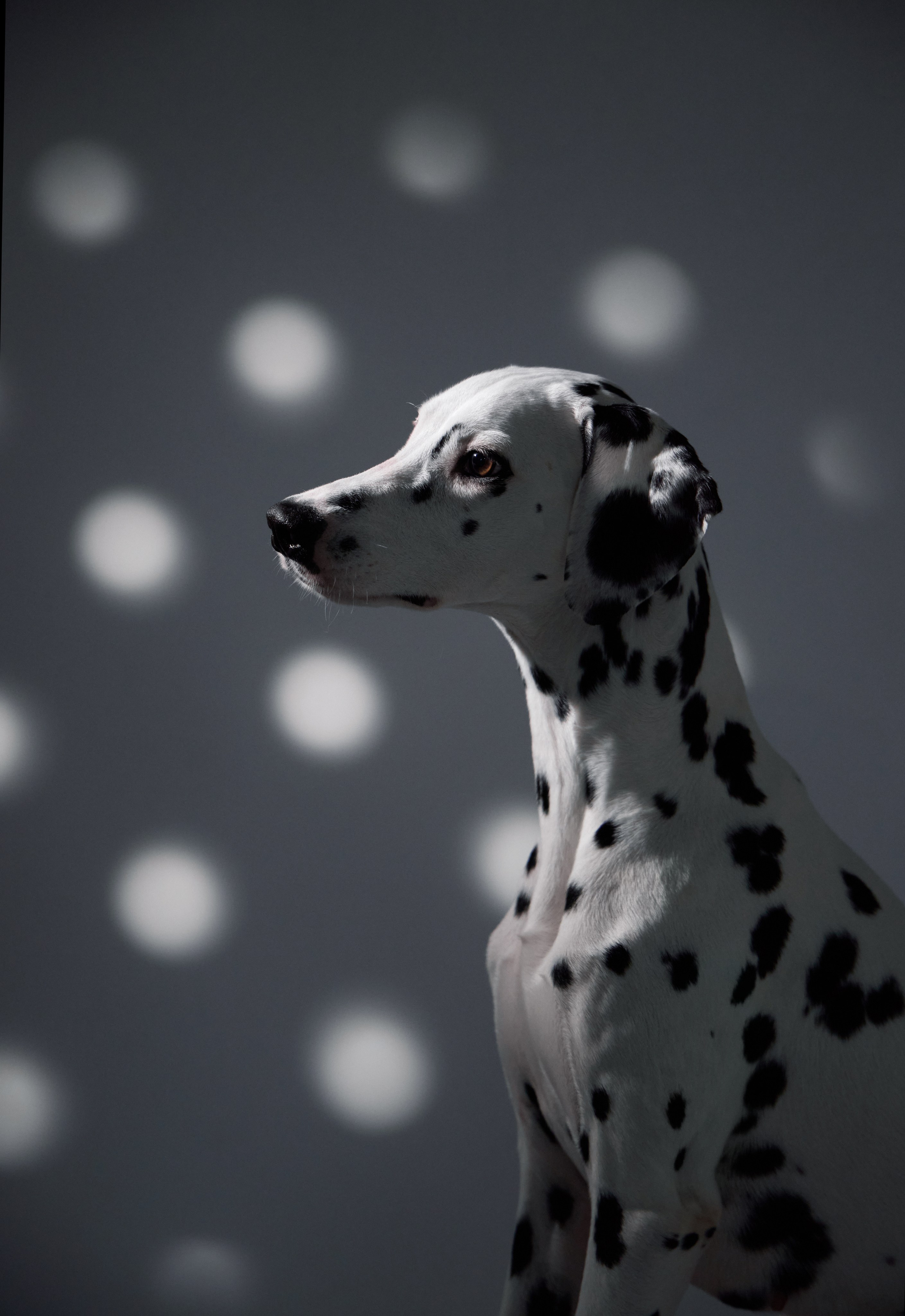 Dalmatian Form. Dog Photographer Anna Averianova | Art & Commercial Pet Photography