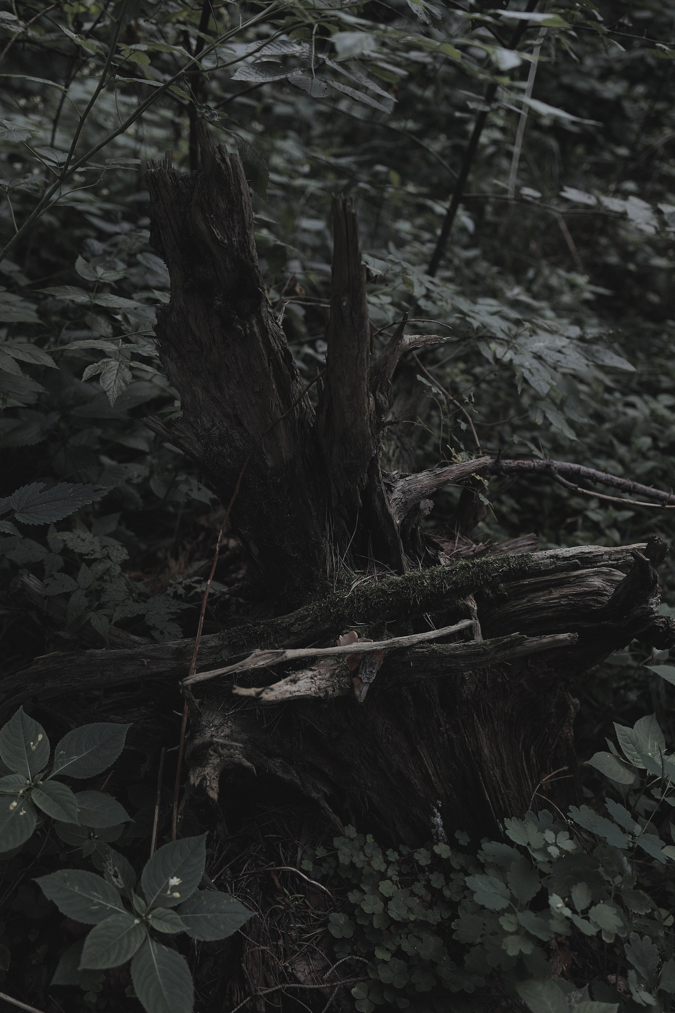 Mourneress. Арт-фотограф. Coffelisk