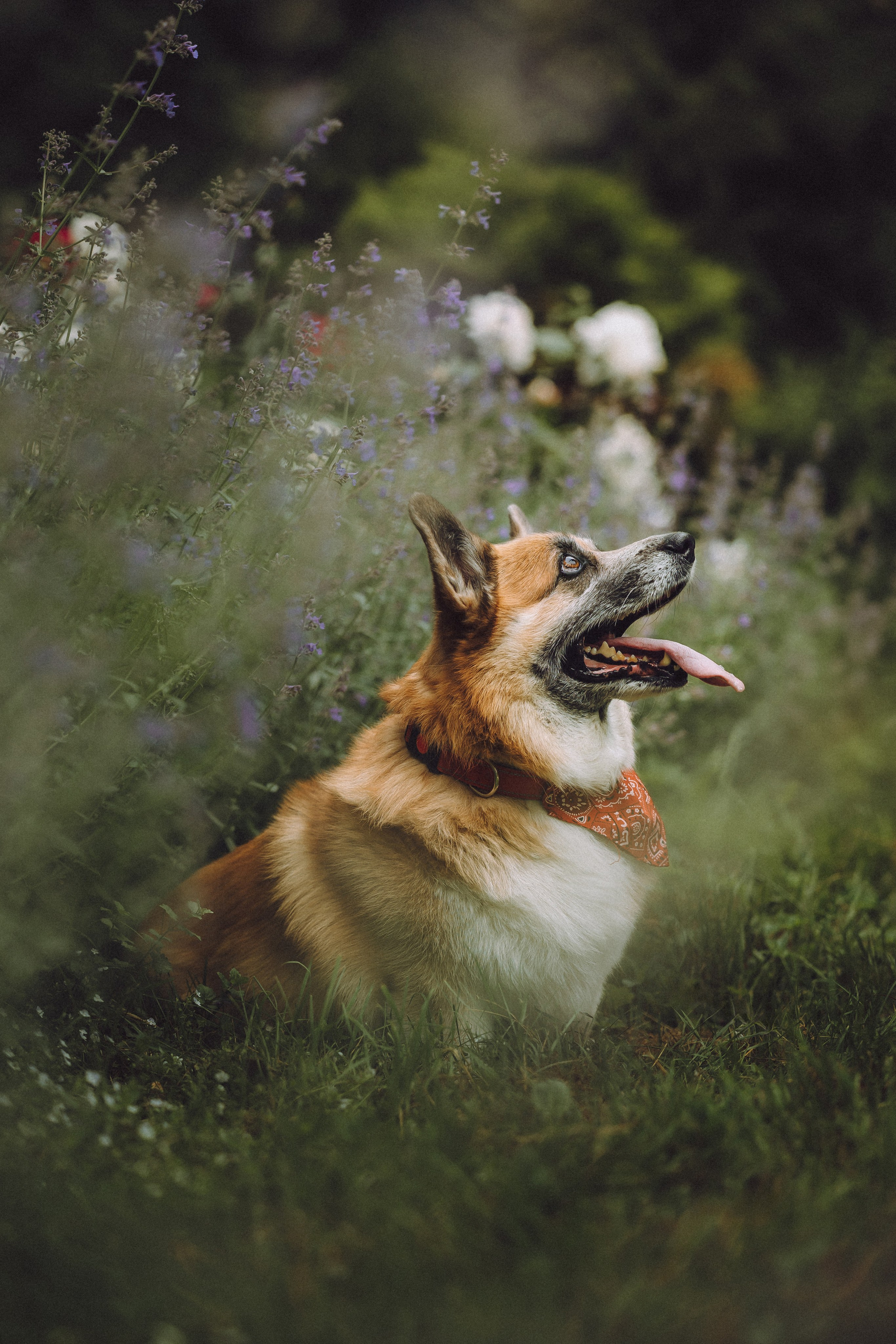 Ира, Леша и Харли