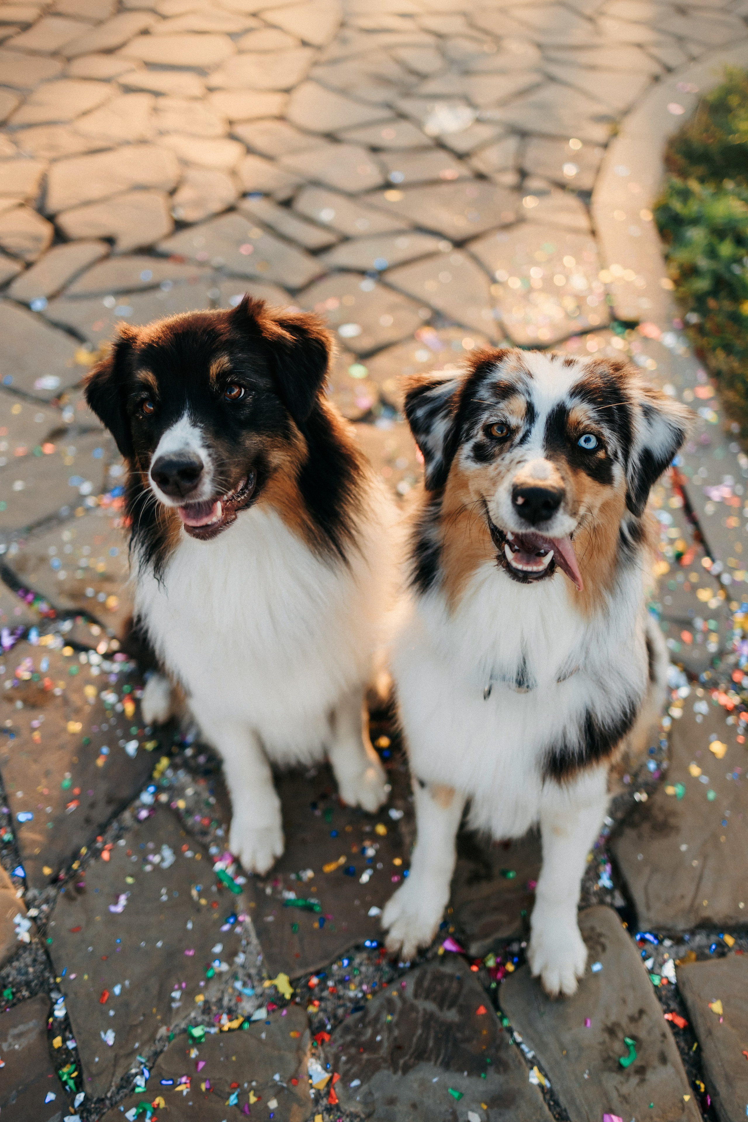 Аня, Чарли и Ева. Фотограф-анималист Елена Радченко, Москва