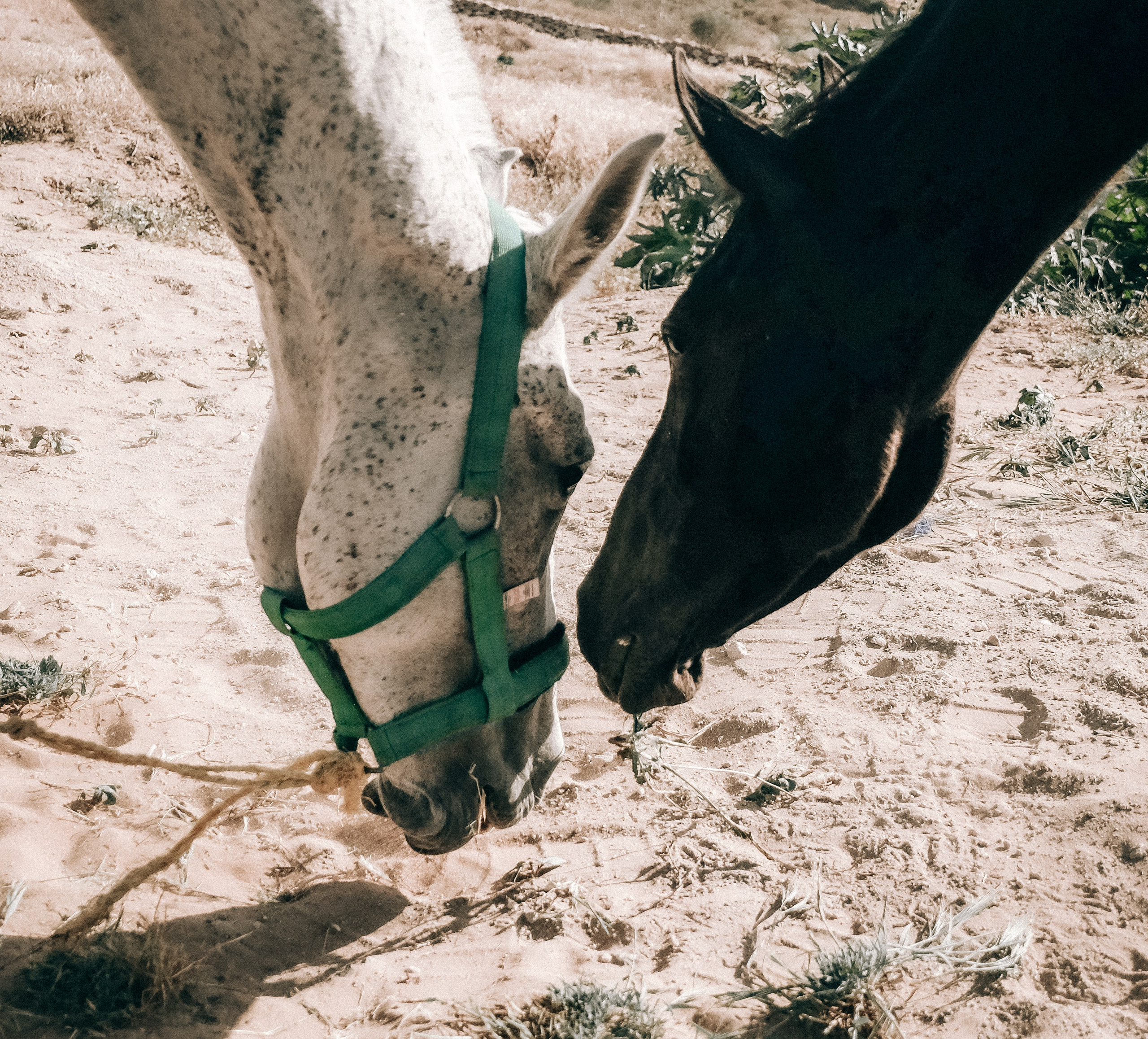Семейная съемка. Olga Popova — Photographer in Morocco