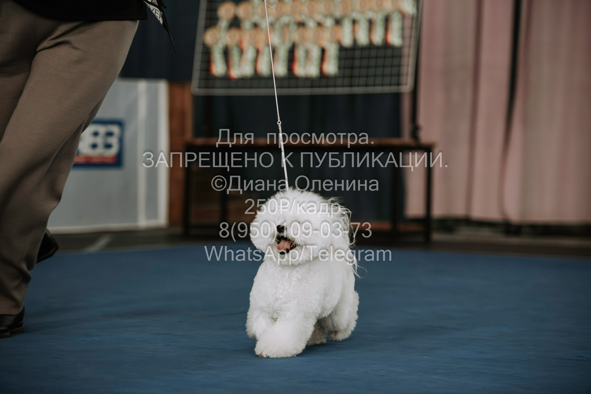 Выставка собак Красноярск 29.10.2023. Фотограф Диана Оленина Красноярск / Братск