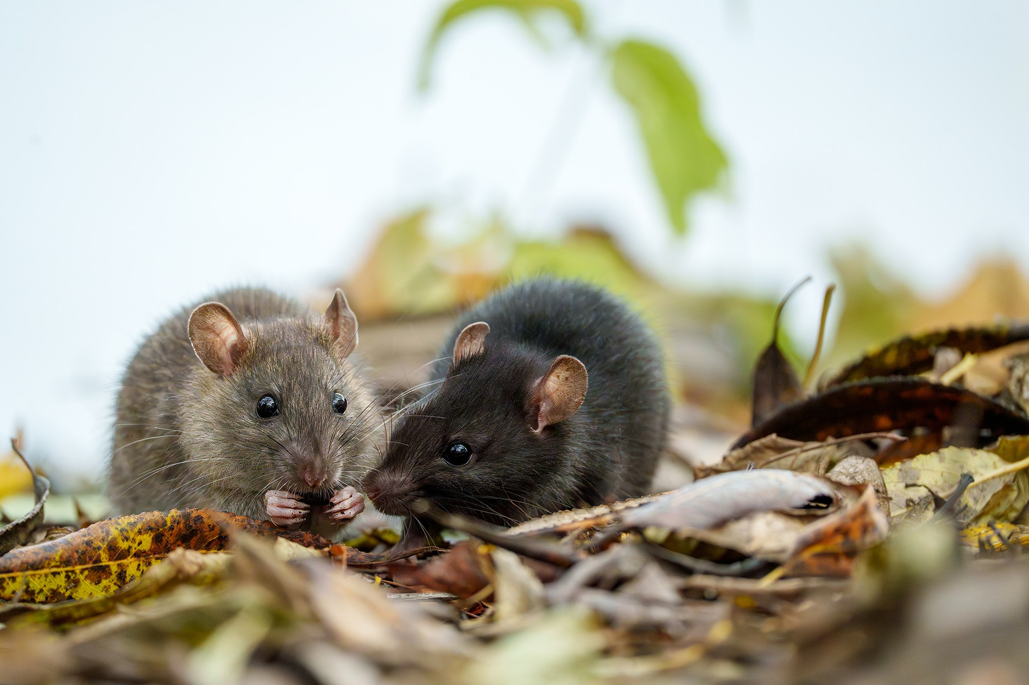 Животные. Ваш личный фотограф Марина Волкова