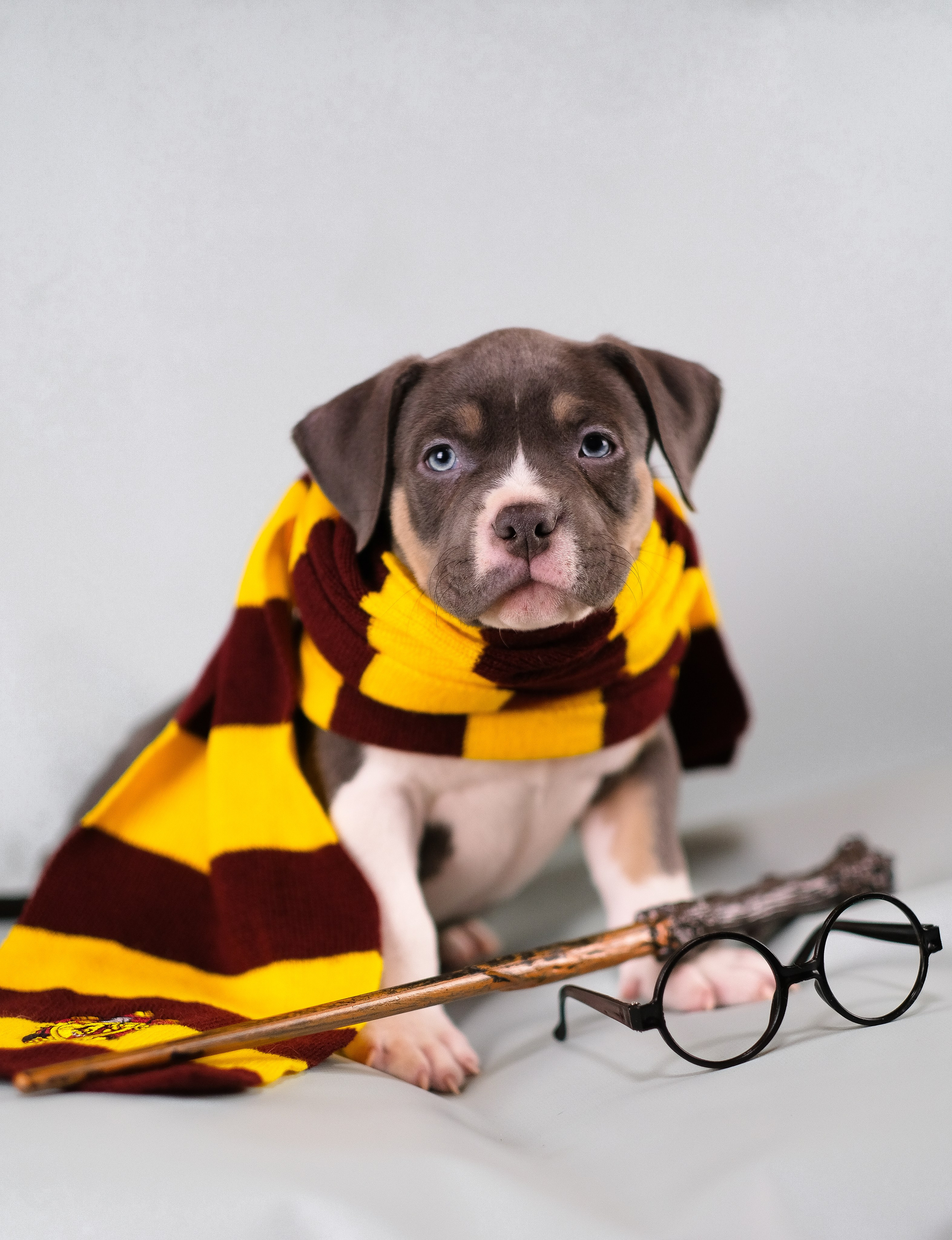 Американский Булли. Фотограф и видеограф анималист Аганина Дарья