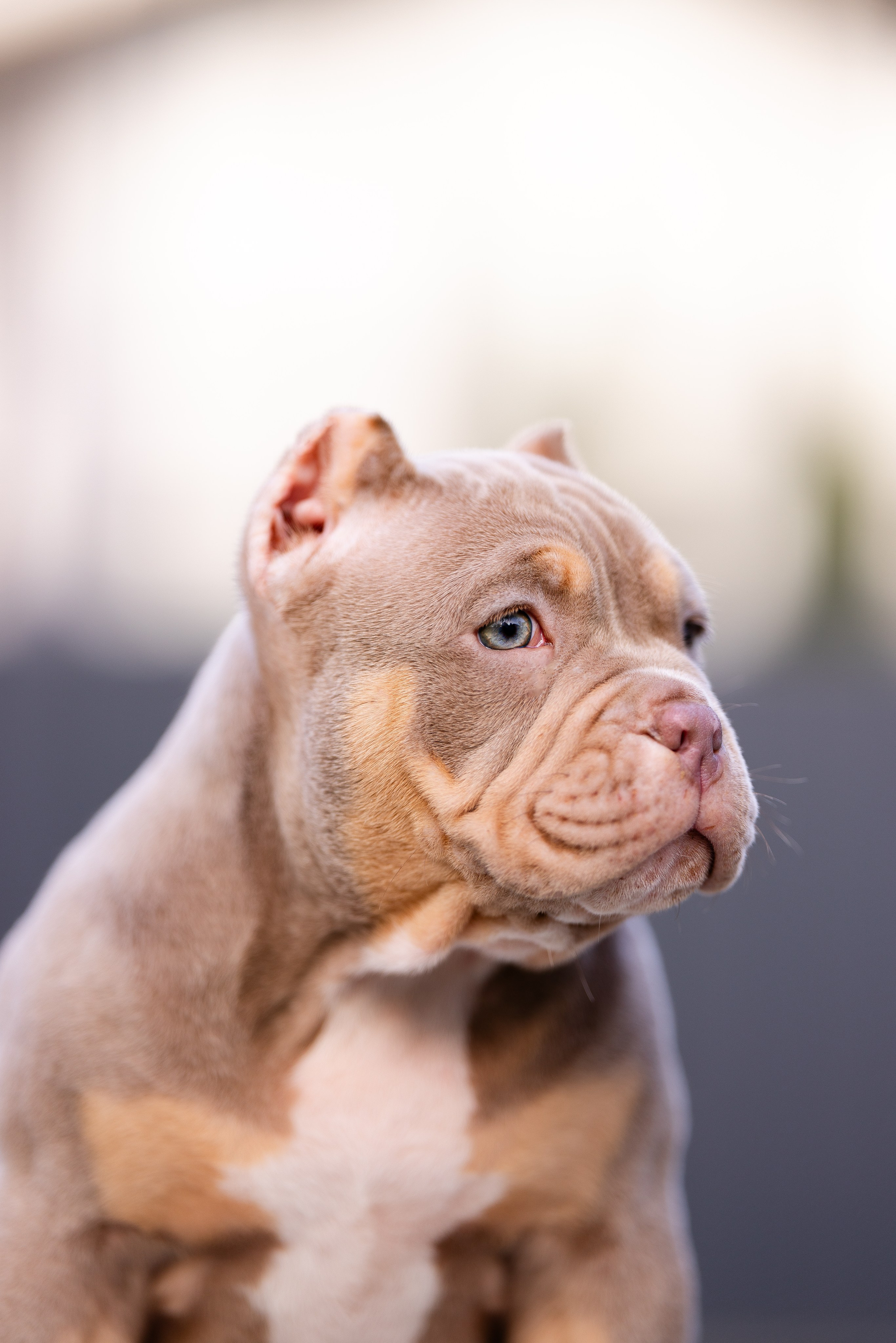 Булли. Фотограф и видеограф анималист Аганина Дарья