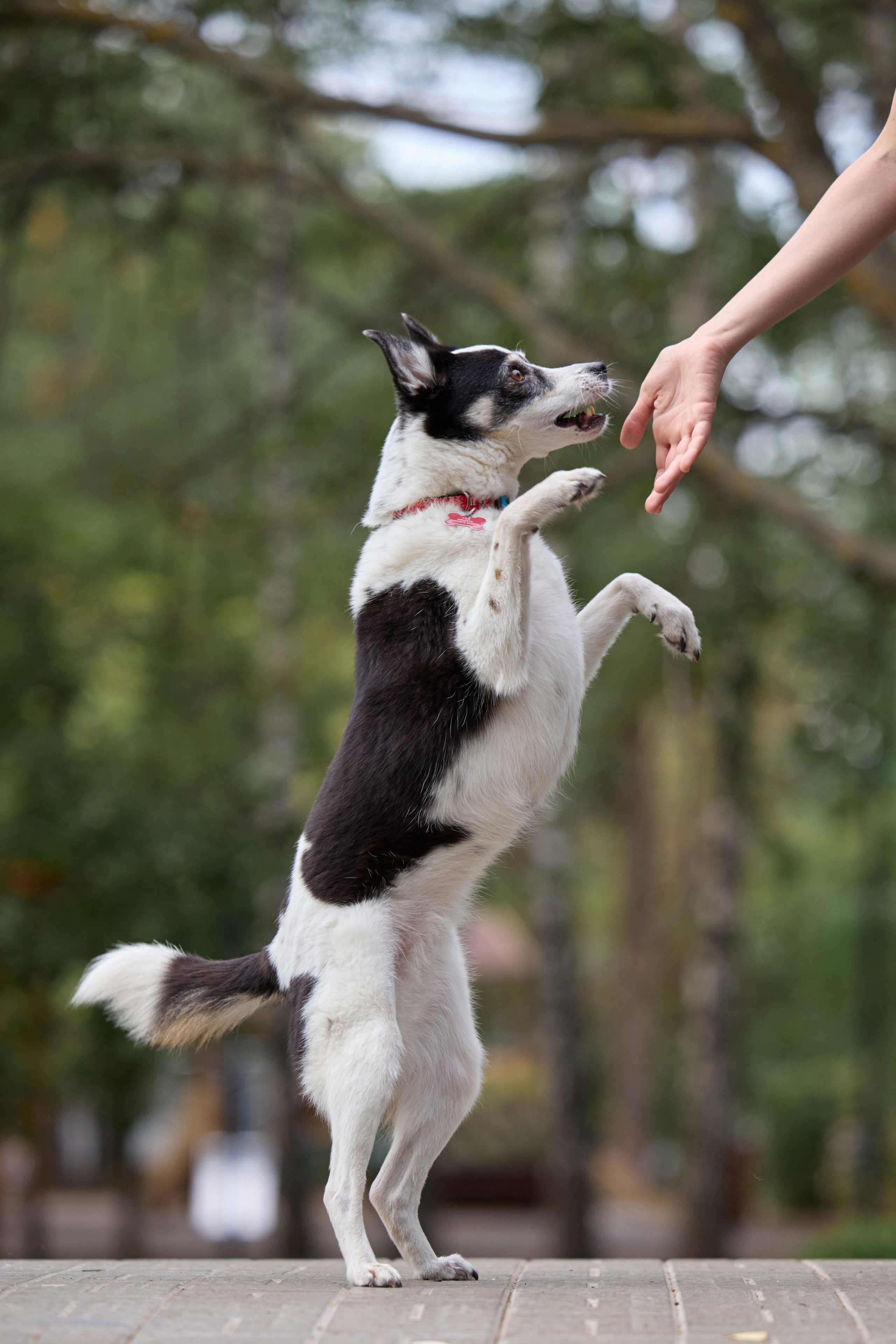 Диана и Рея. Фотограф анималист в Казани Алина Сулейманова. Фотограф животных