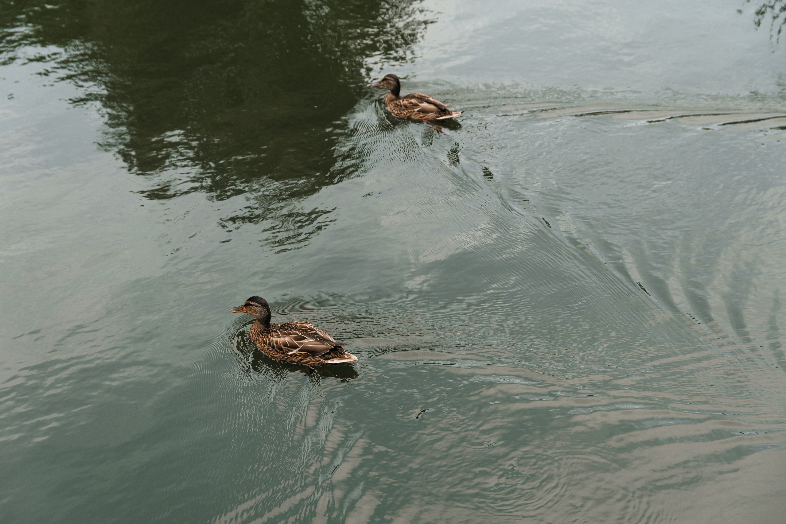 Георгий и Диана. Свадебный, женский и семейный фотограф в Уфе Анастасия Игнатьева