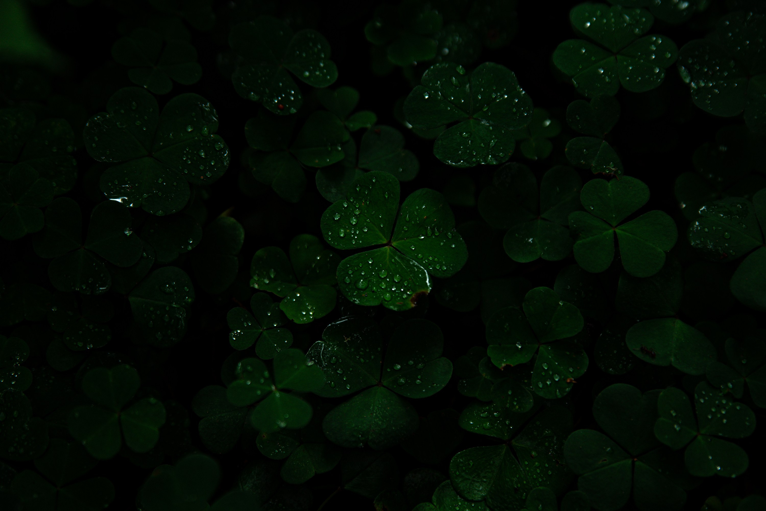 Goblincore, природа, фэнтези, нечисть, лес, гоблинкор, эльфы, фотосессии, костюмированные