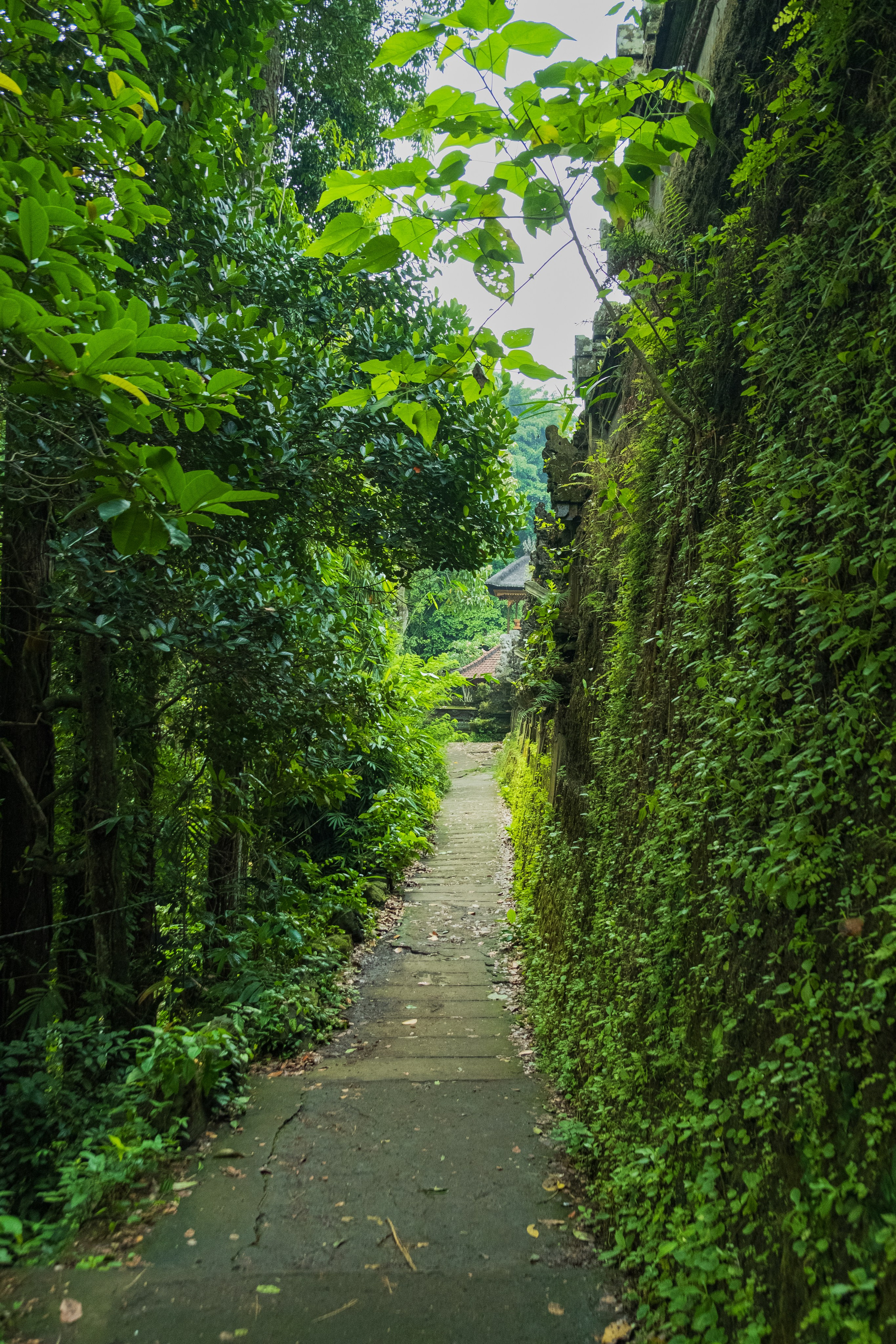 Остров Бали г. Убуд. Фотографии из путешествий
