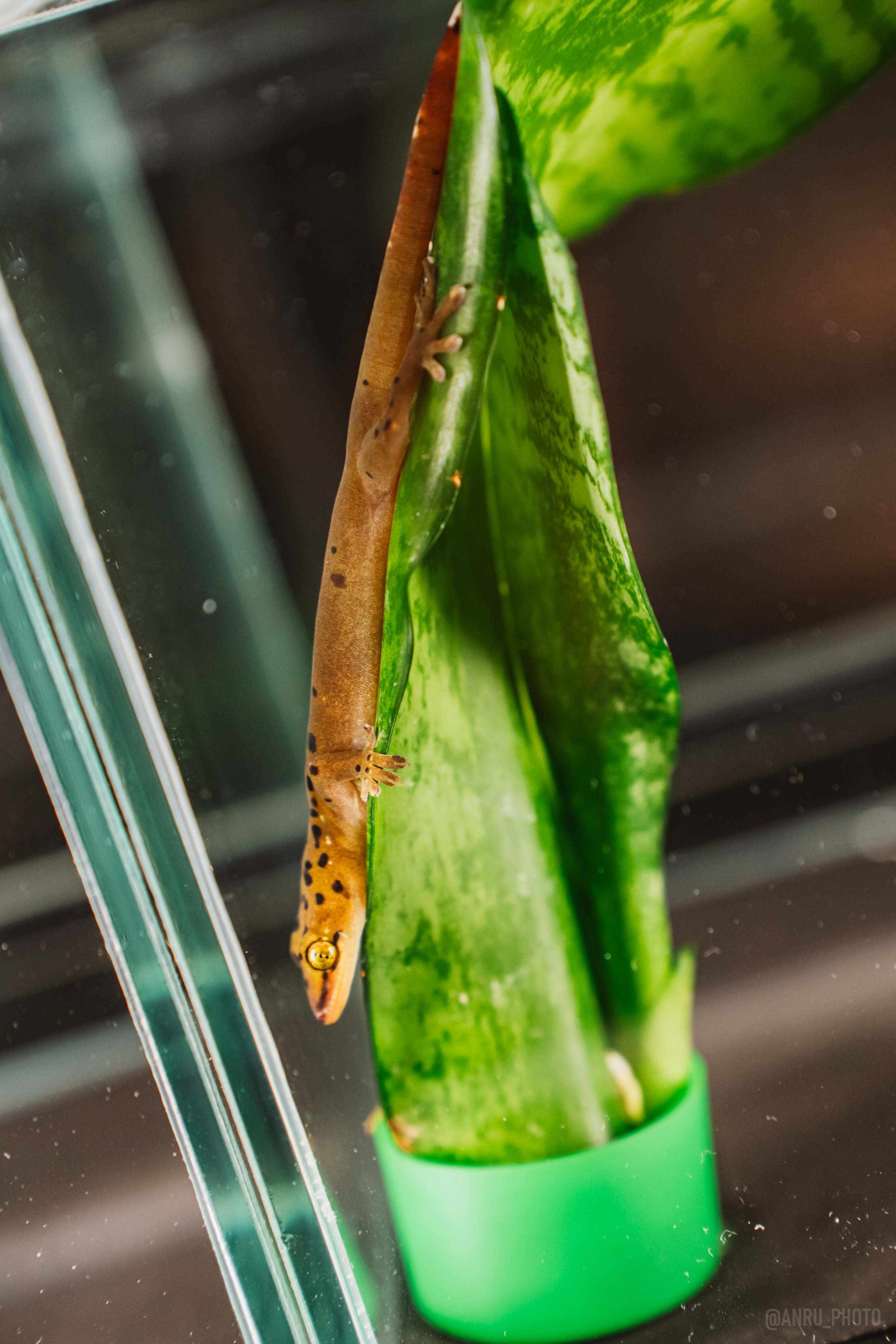 Рептилиум. Репортажный фотограф Анастасия Рубцова