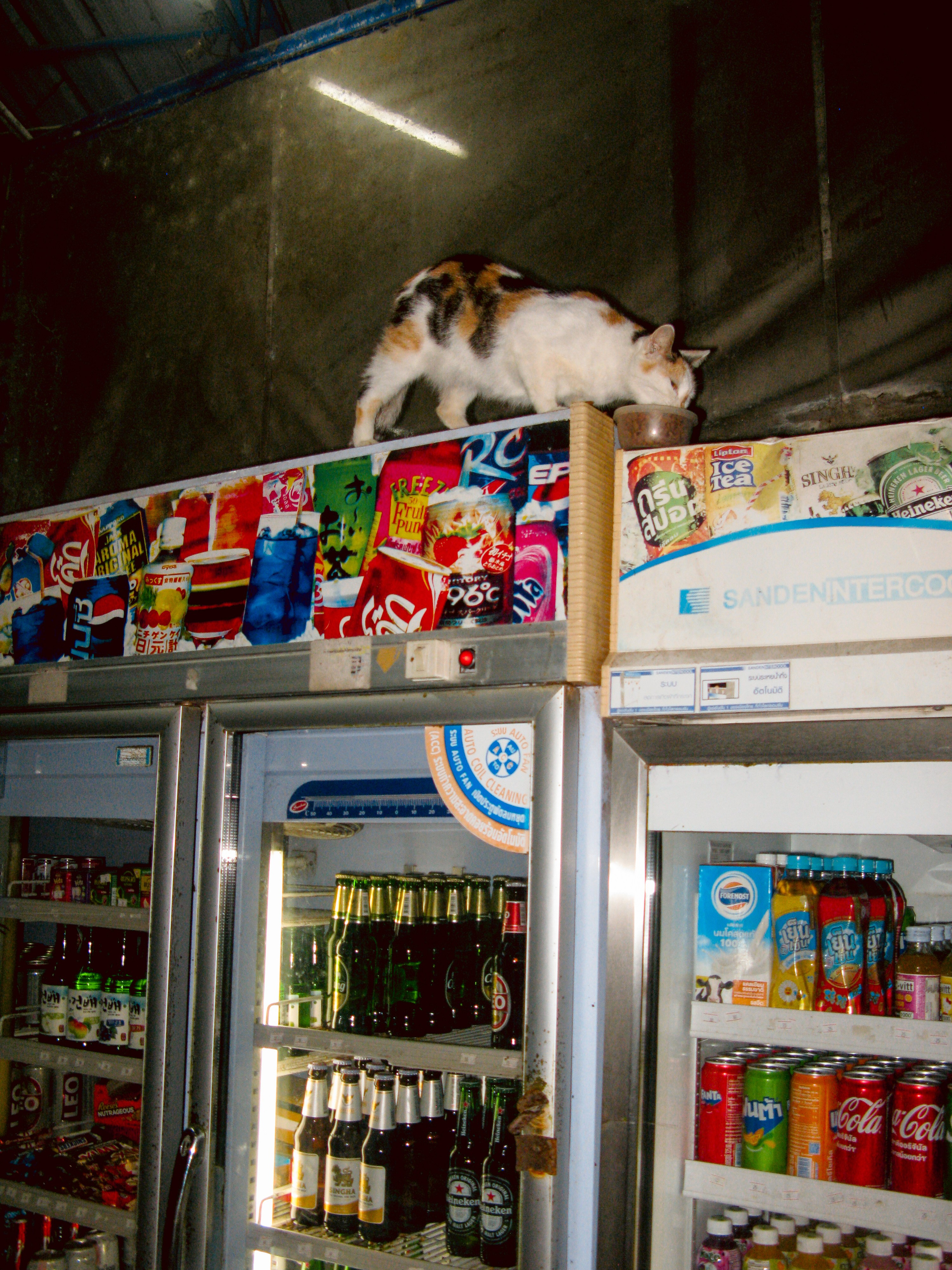 Thai. Фотограф Миланазавр