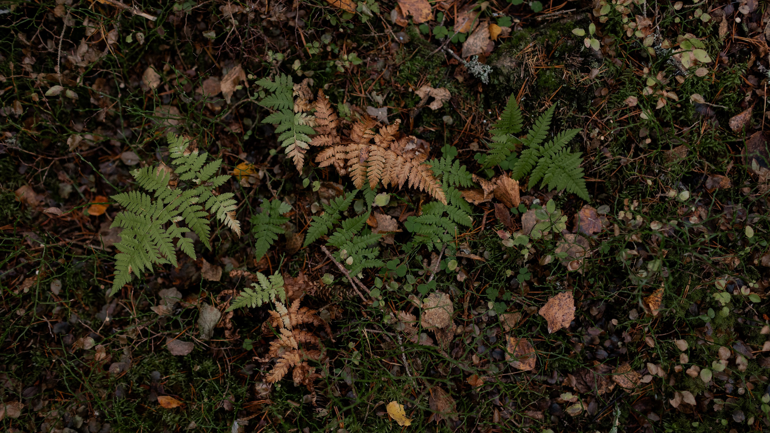 Съемка для глемпинг-отеля Хюгге Кэмп. Природа. Саша Кушнерова Фотографии. Sasha Kushnerova Photos